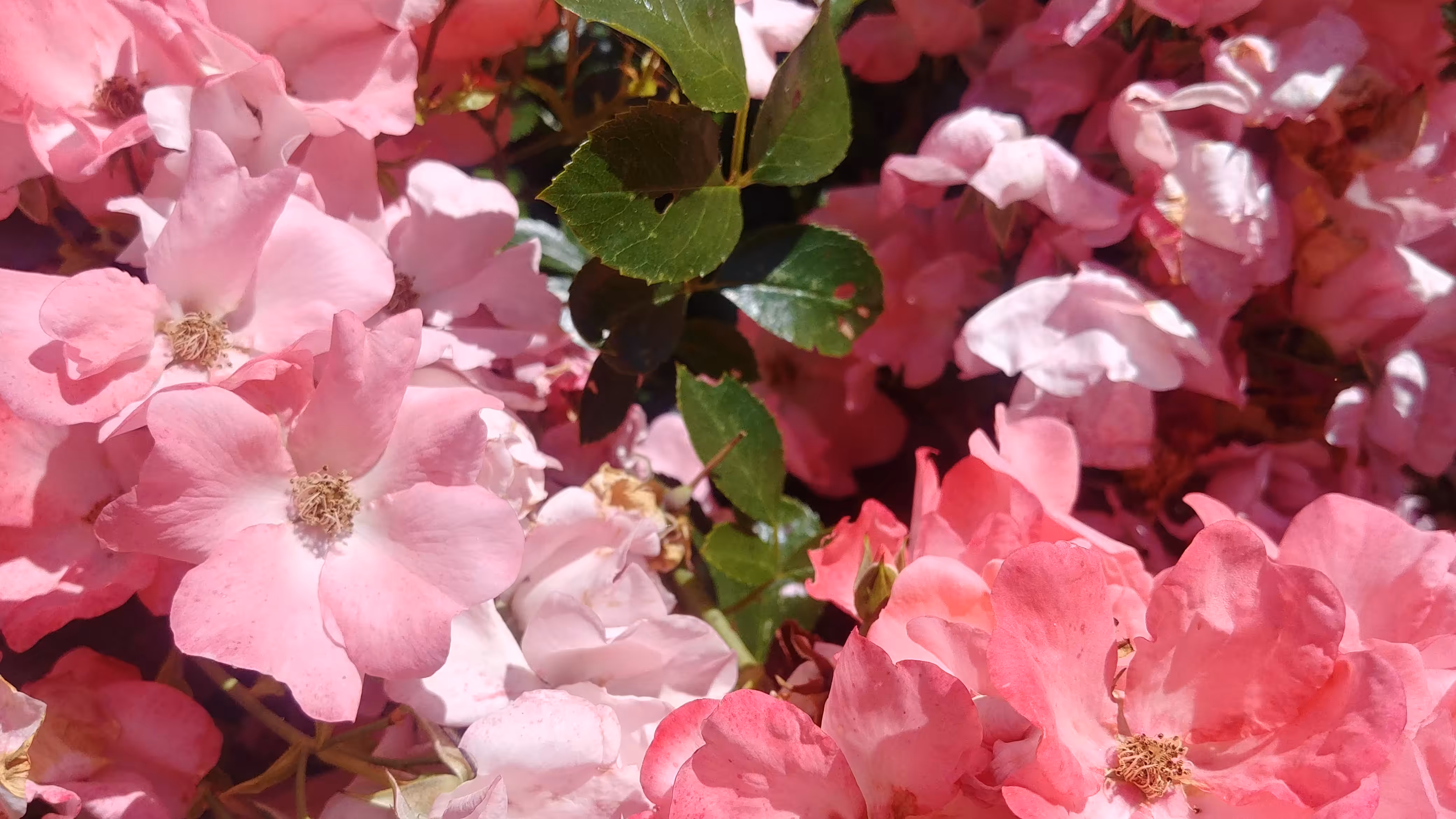all the roses