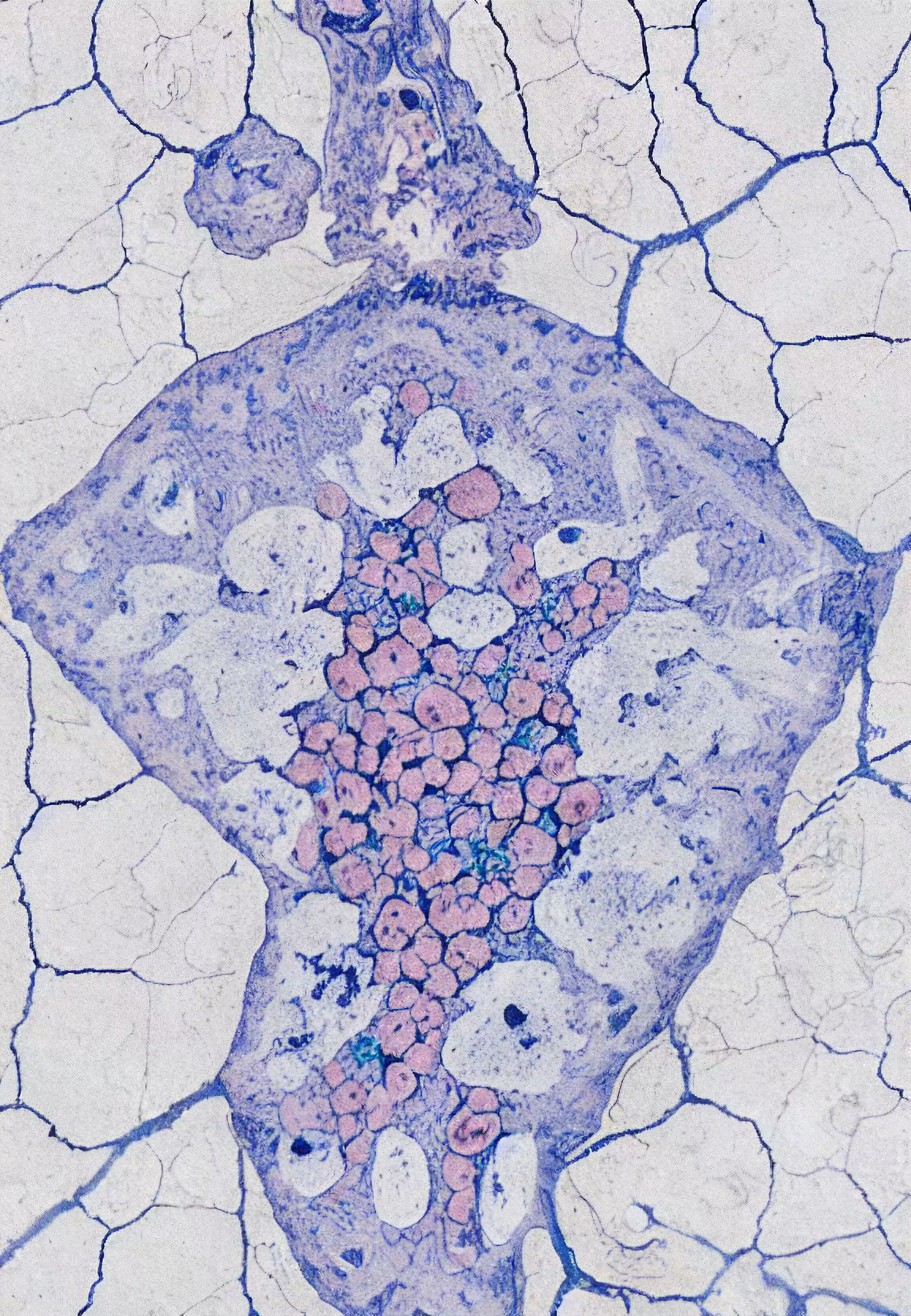 Histologia In Silico #291