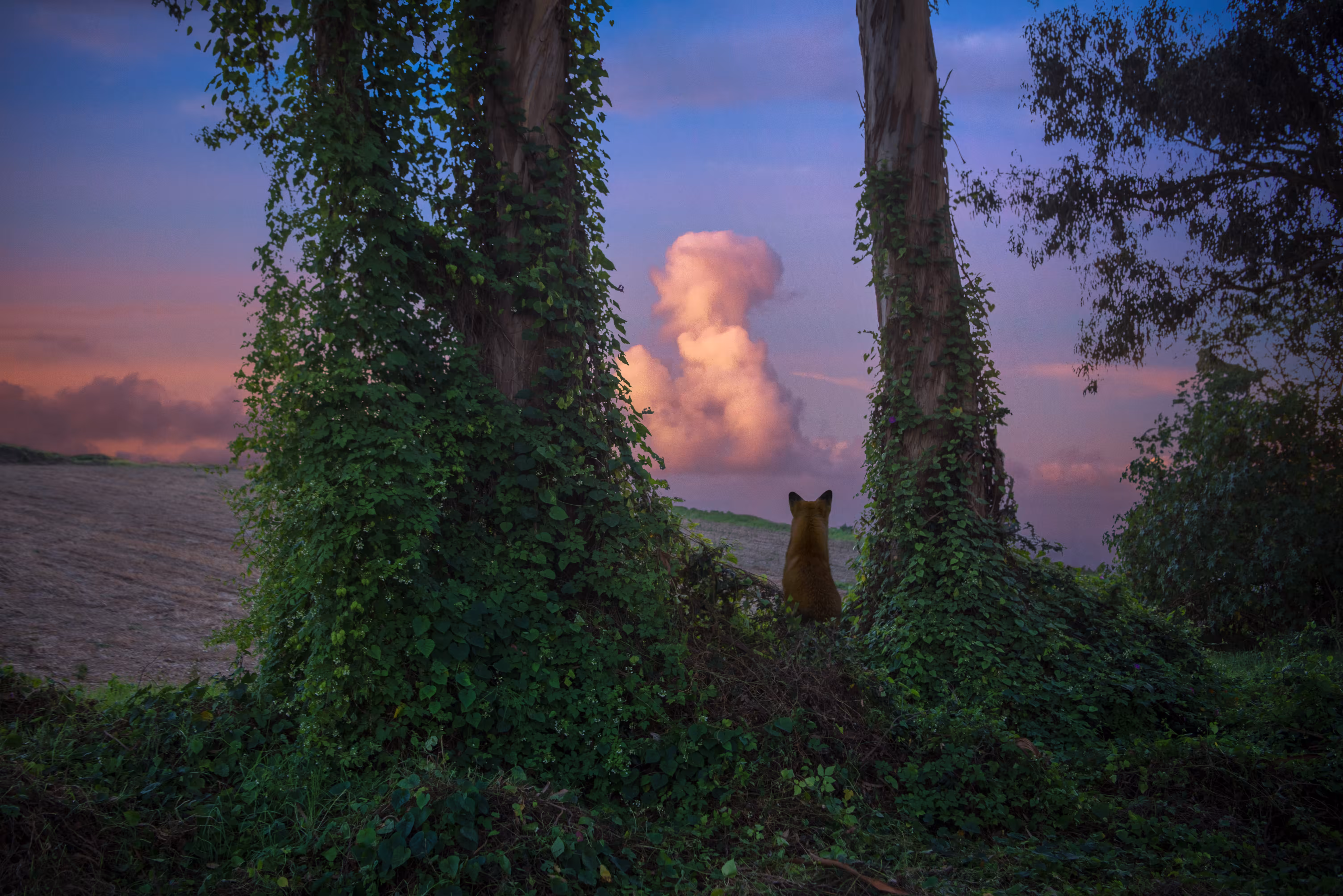The Little Prince