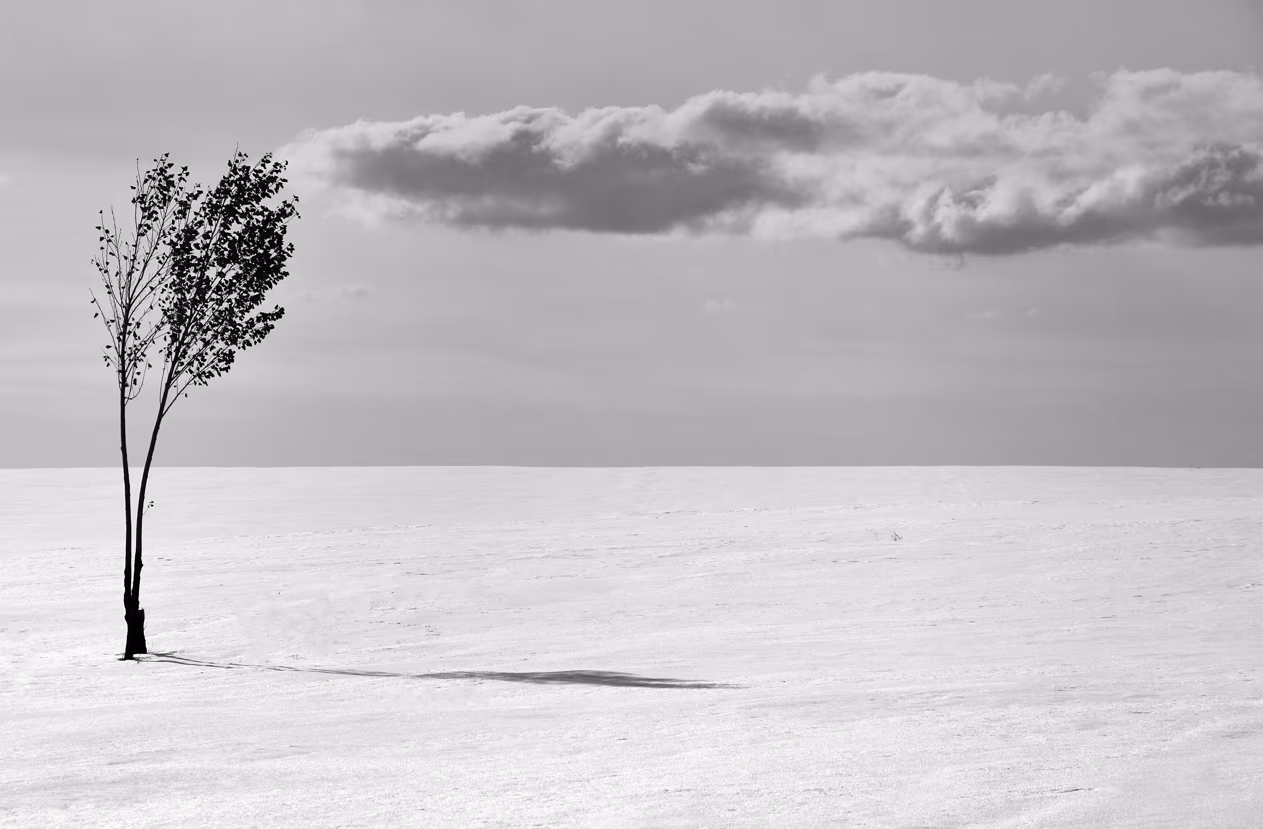 A tree in the wind