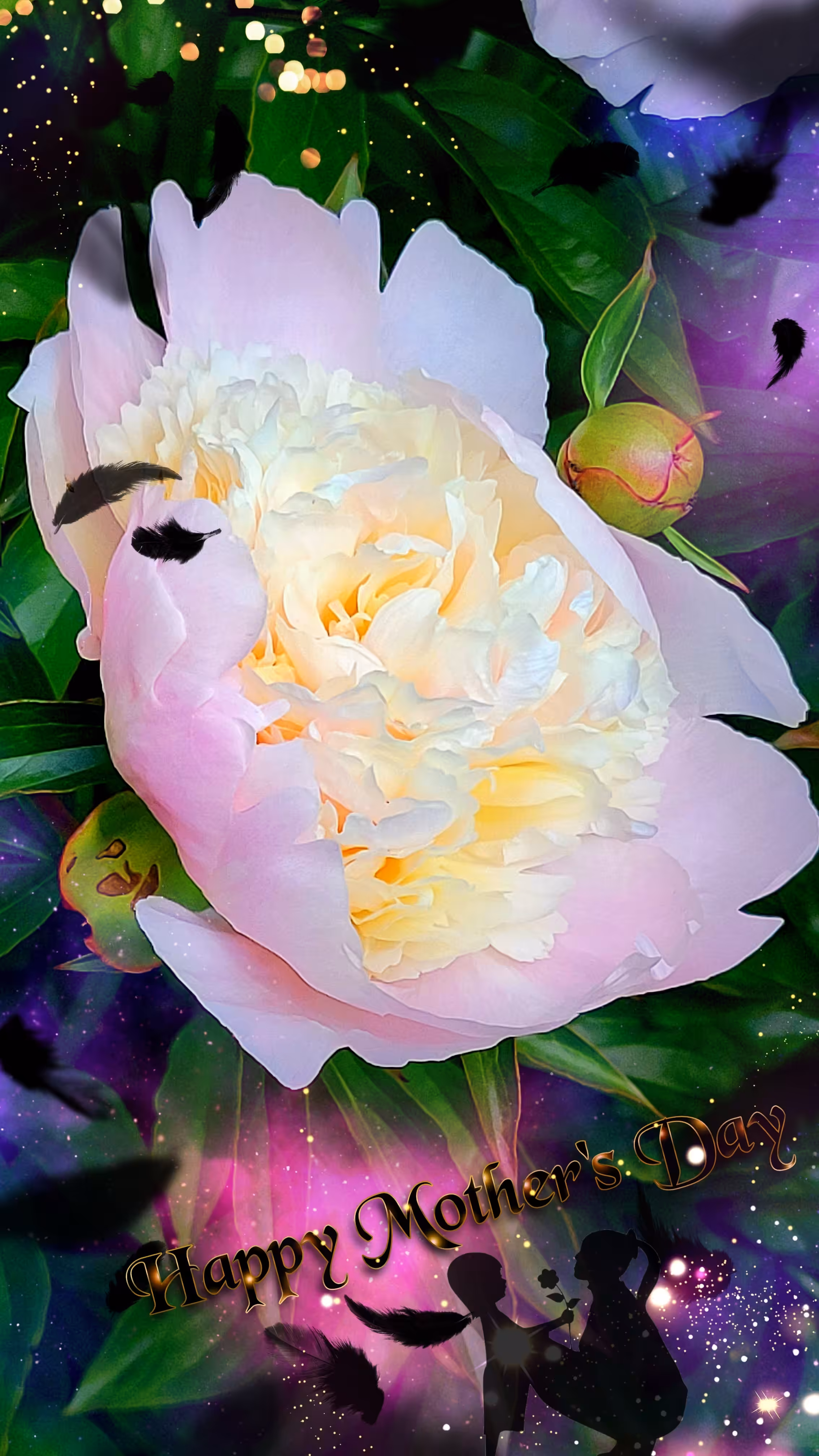 Peony - Mother's Day