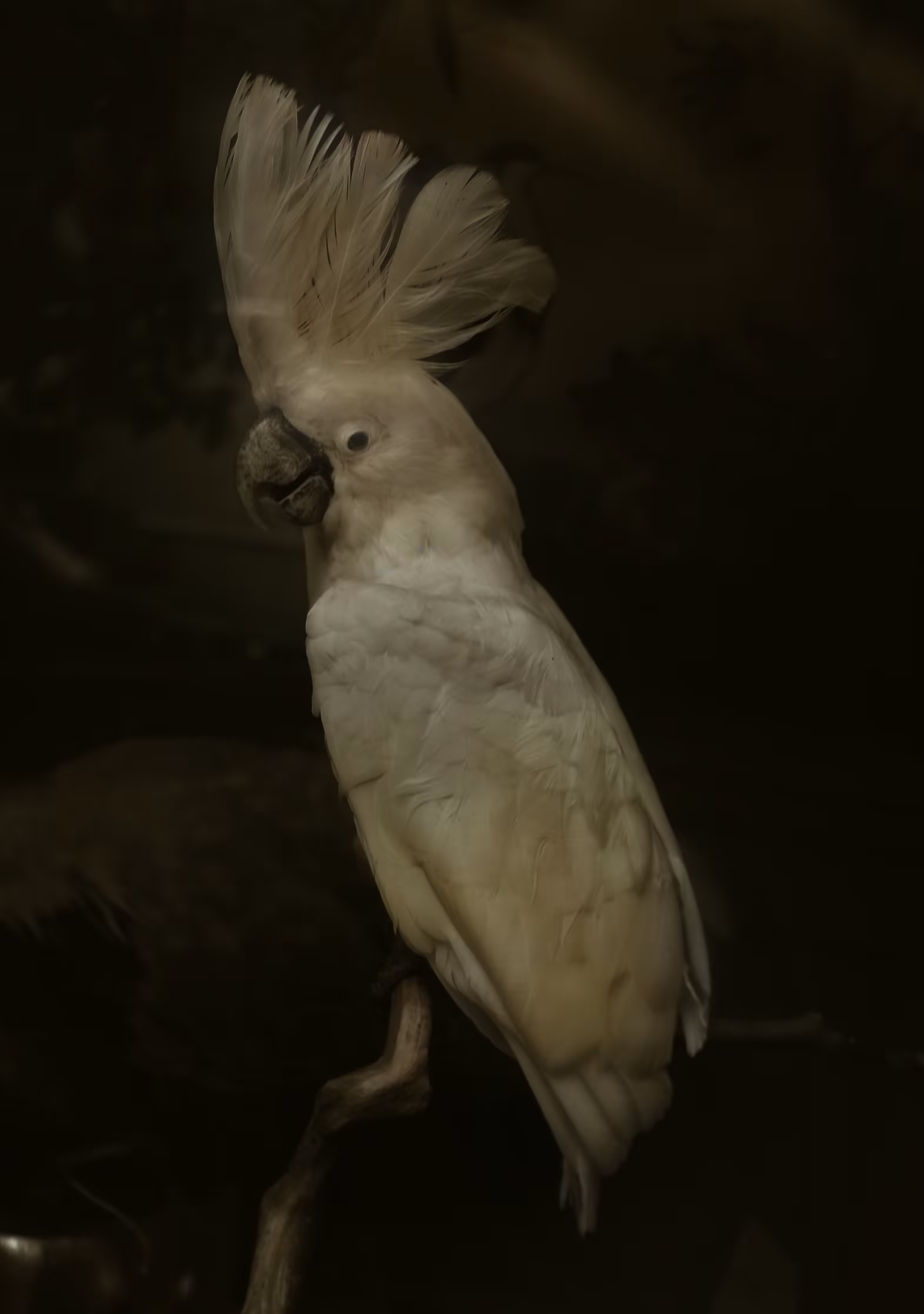 Pretty Bird