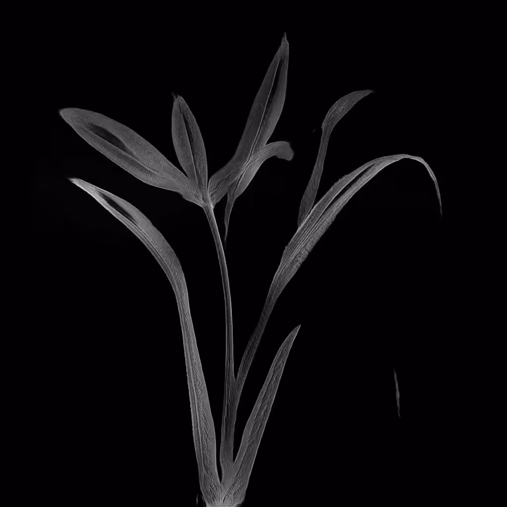 Floral Shift 06