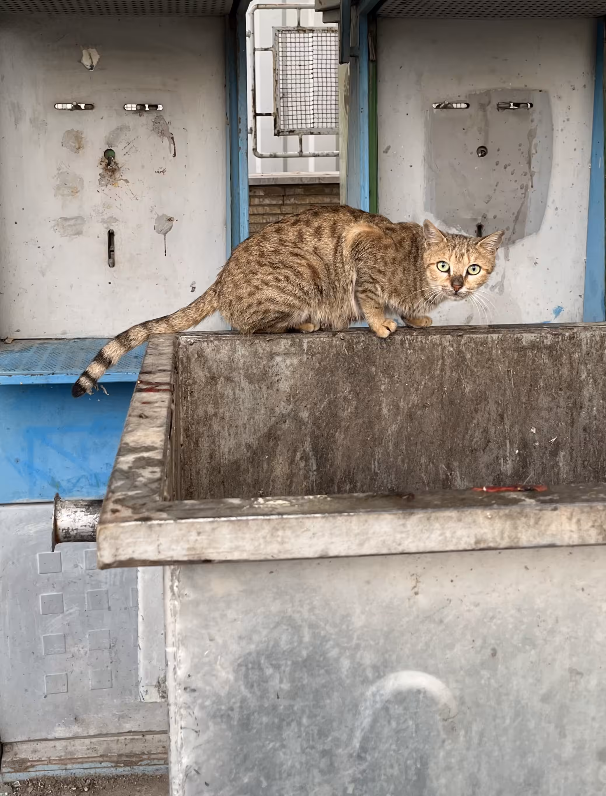 street cat 