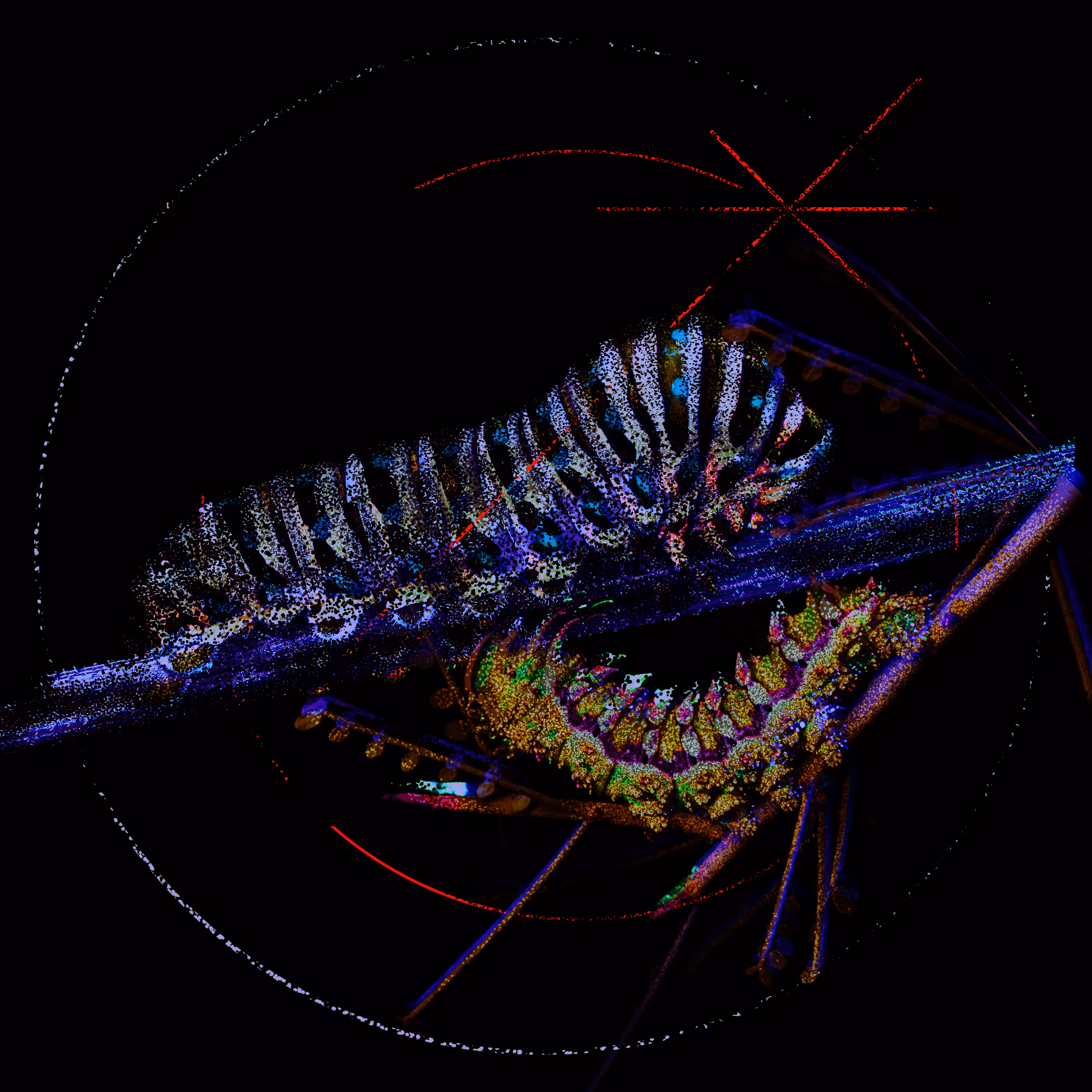 Chrysalide I — Pupae