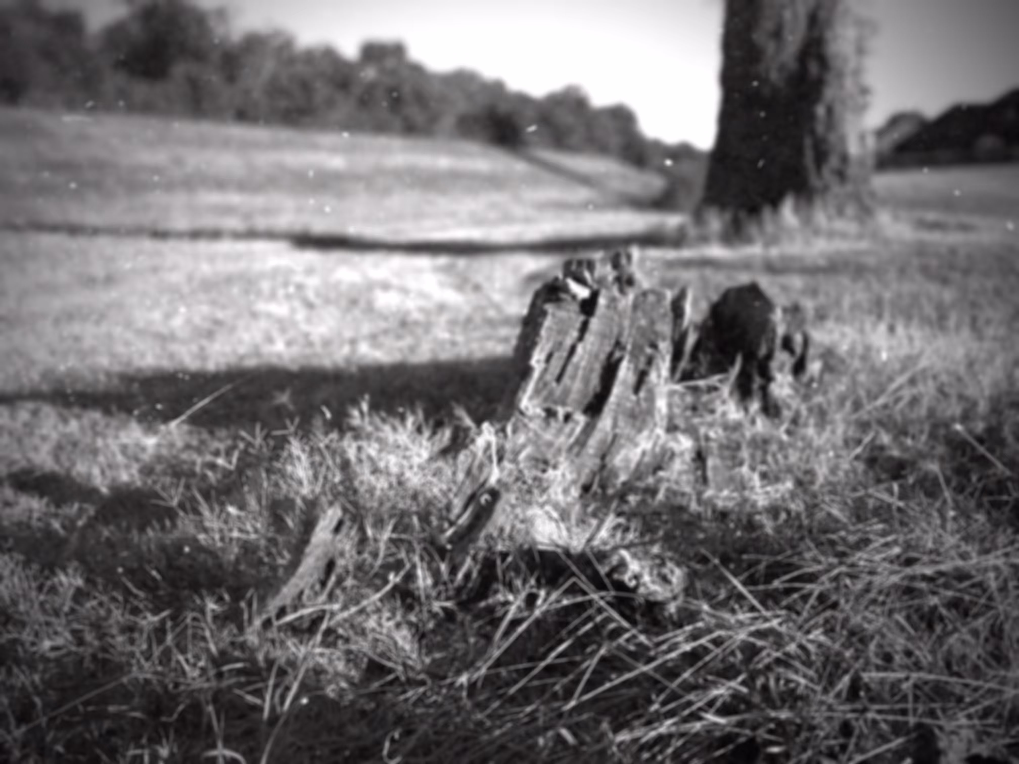 Stump
