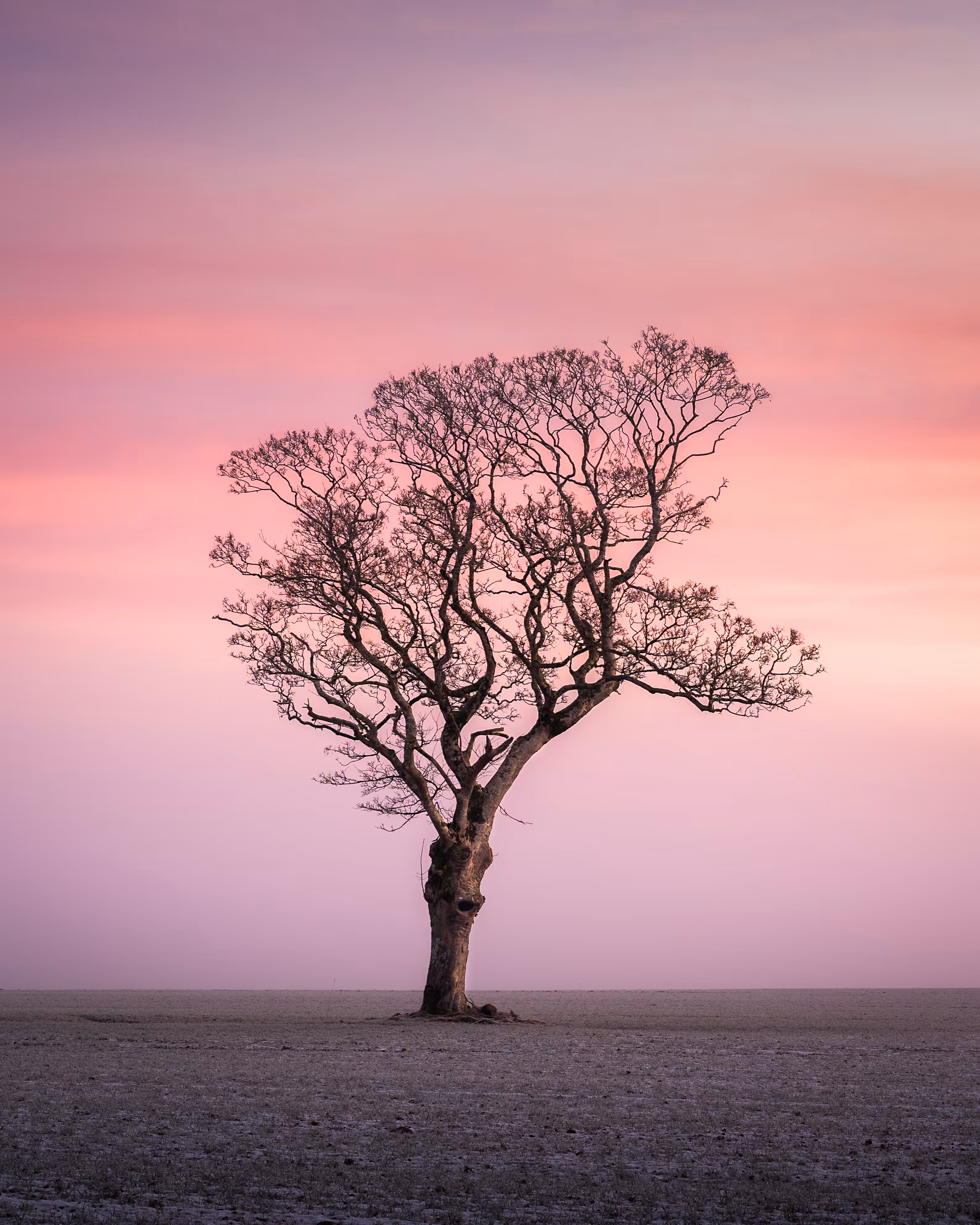 The Fairy Tree