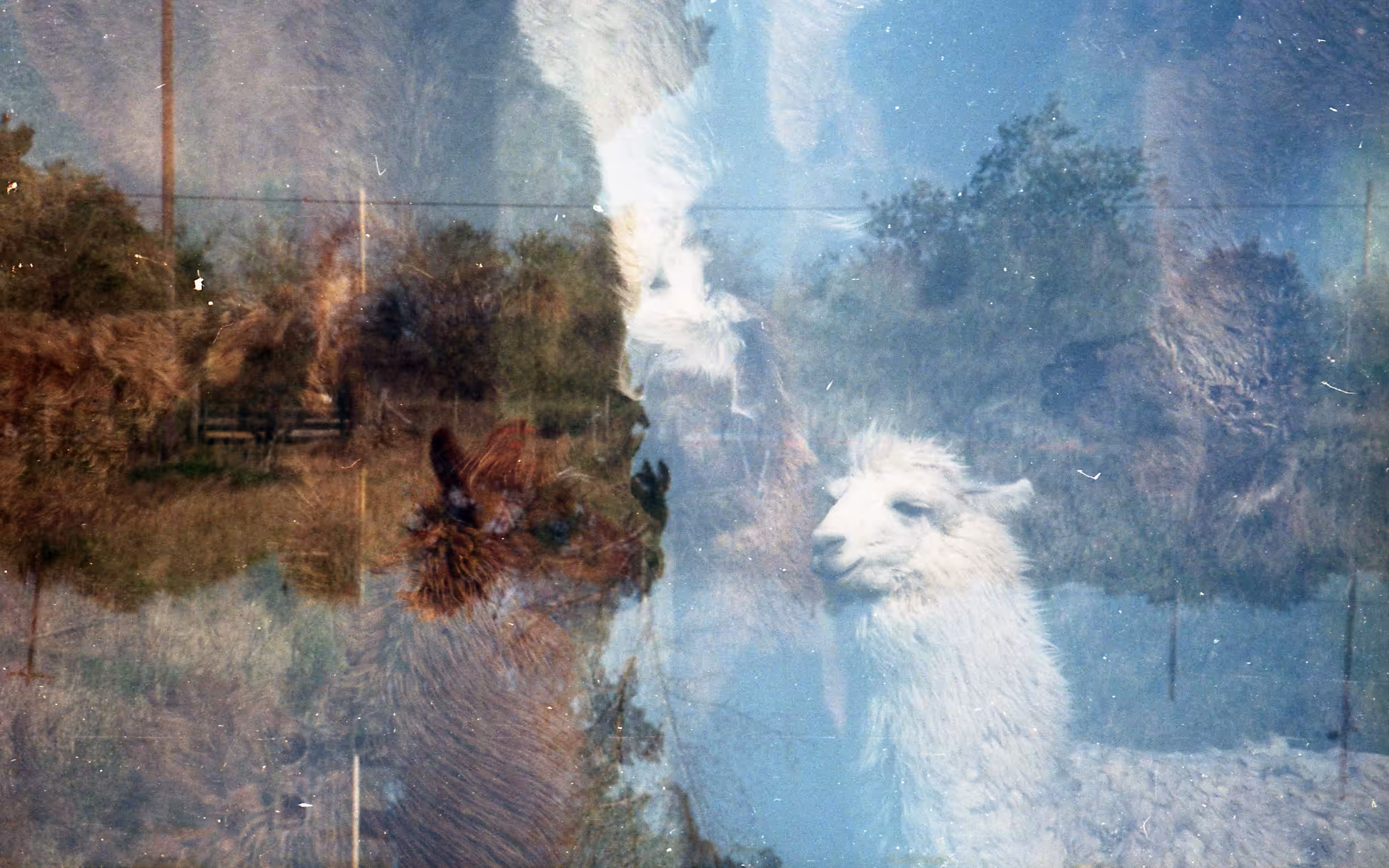 Daydream Nº 1