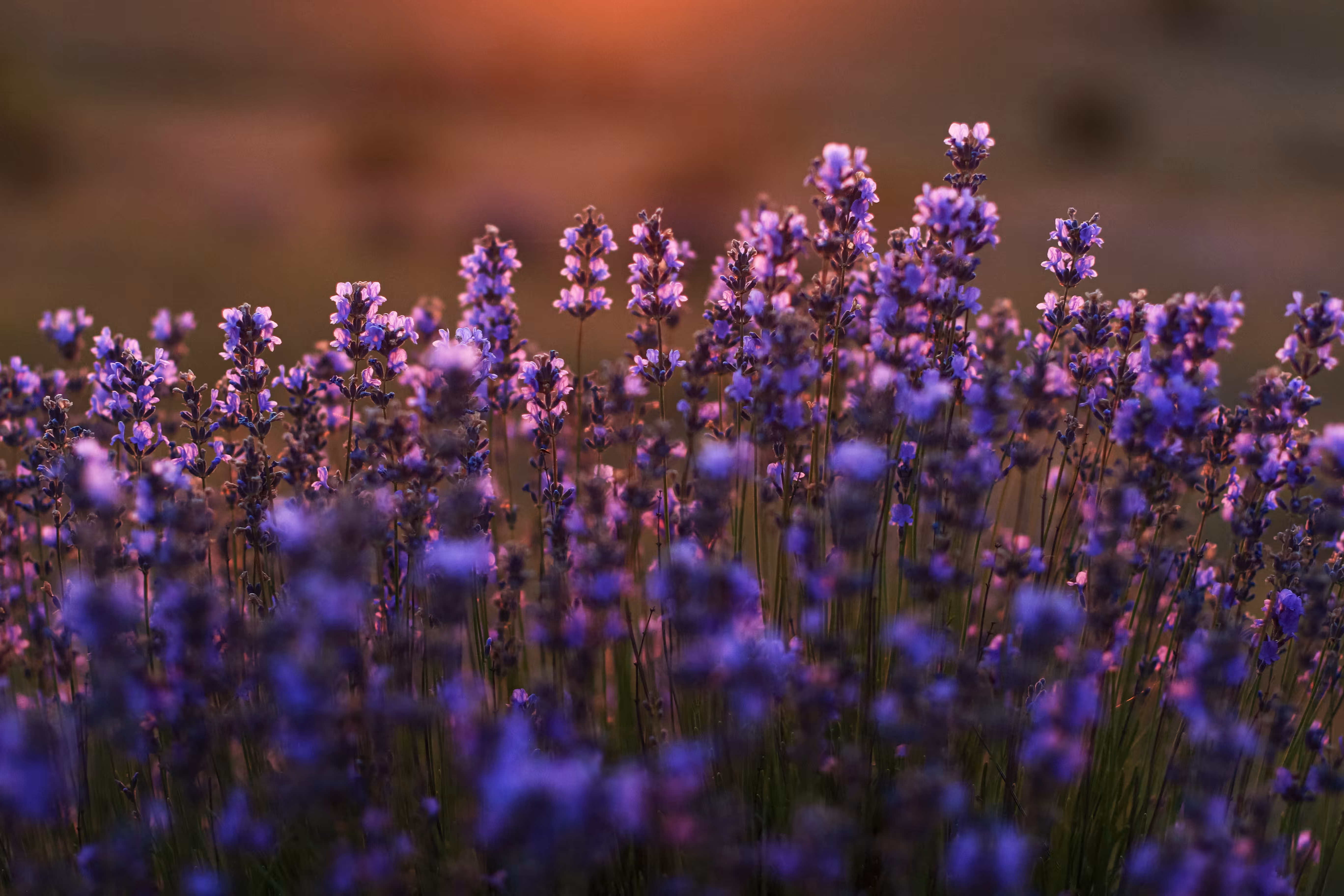 The smell of lavender