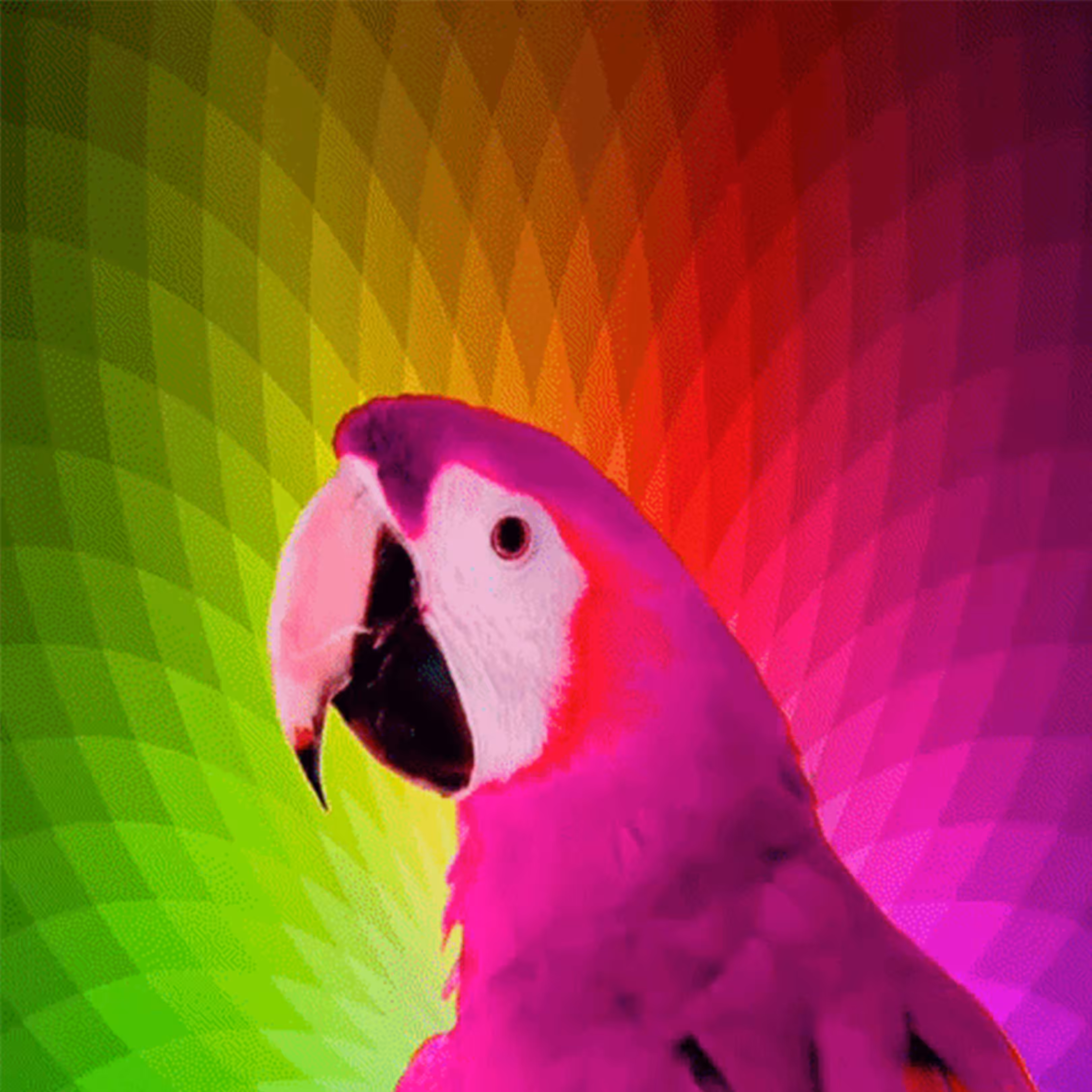 Rainbow Parrot