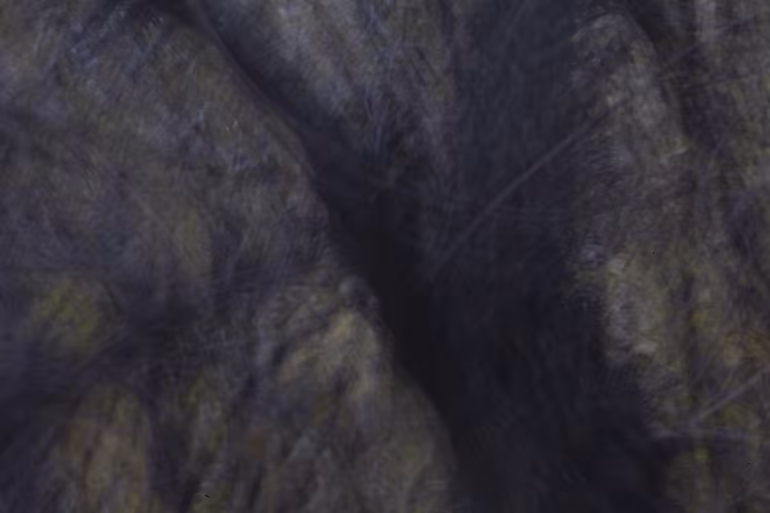 Tree № 2