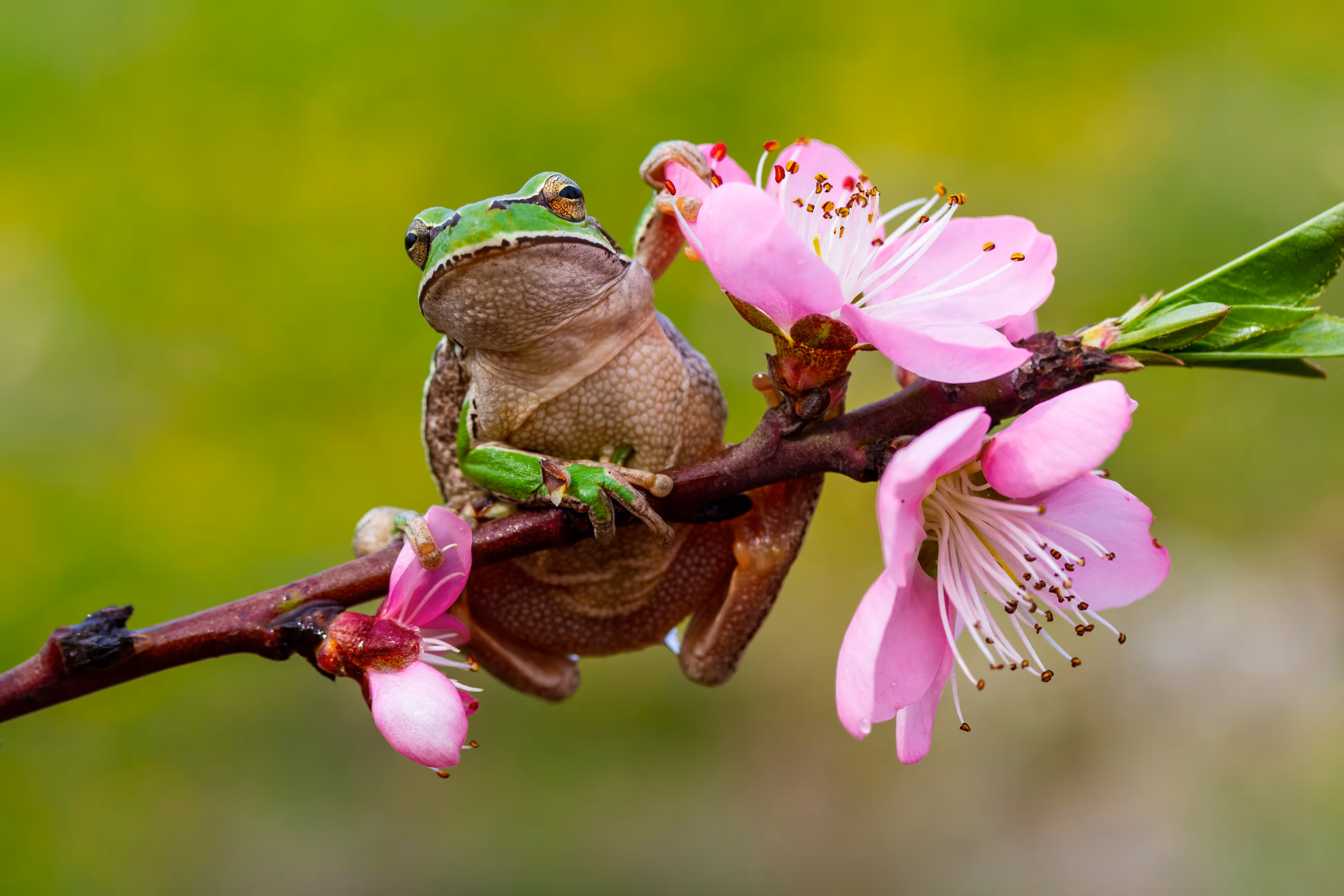 green tree frog 1