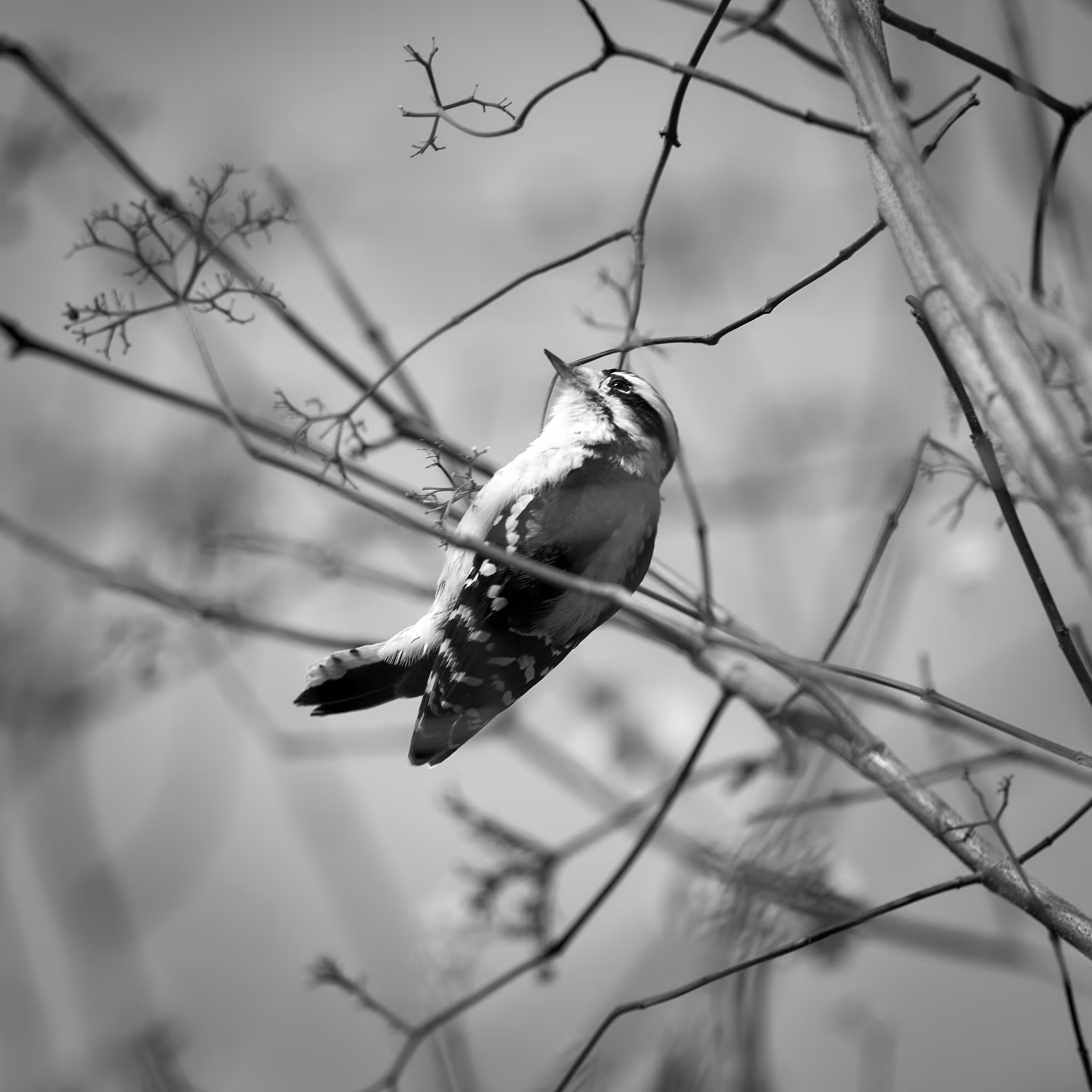Wondering Woodpecker