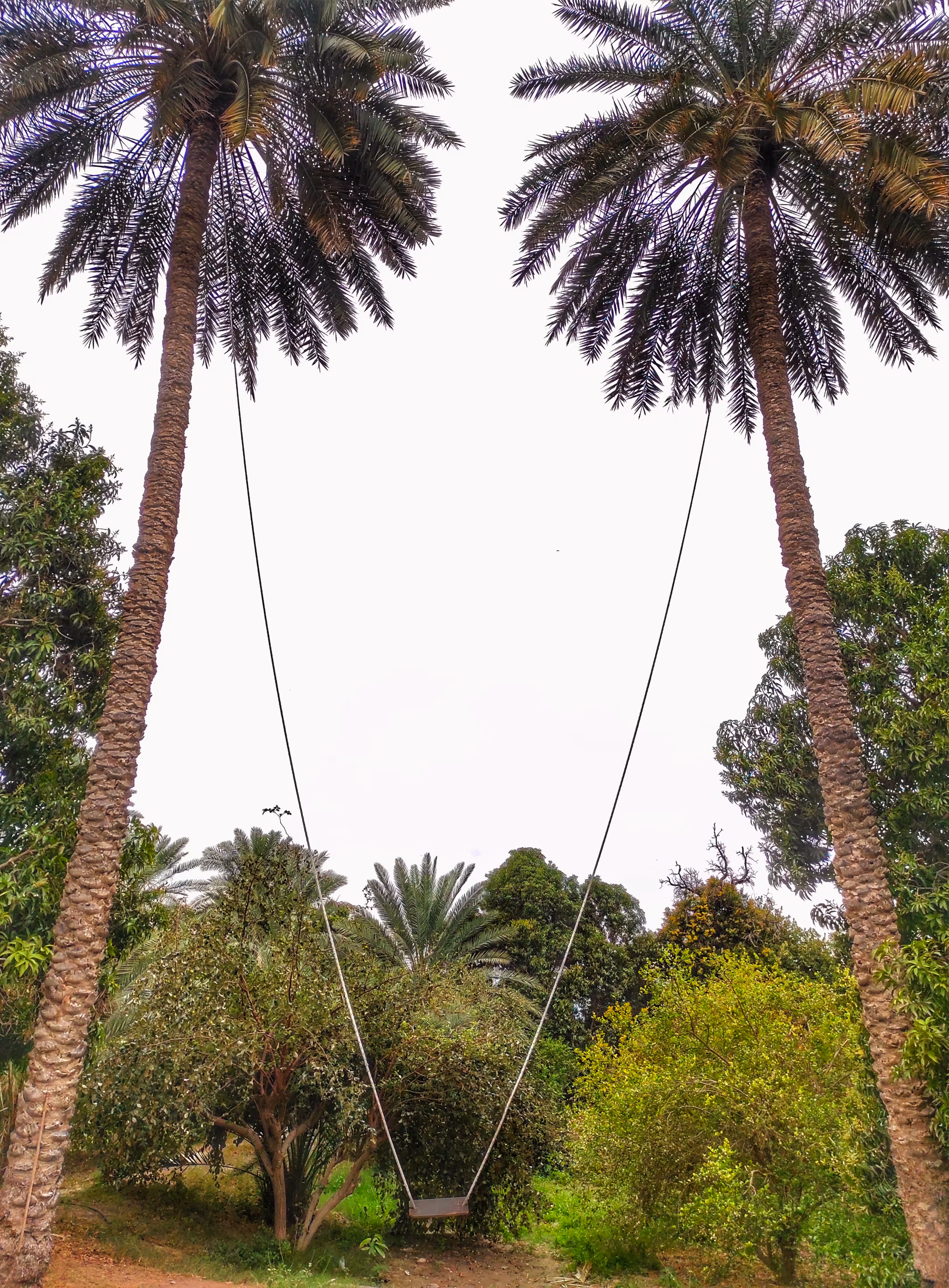 Palm Dream