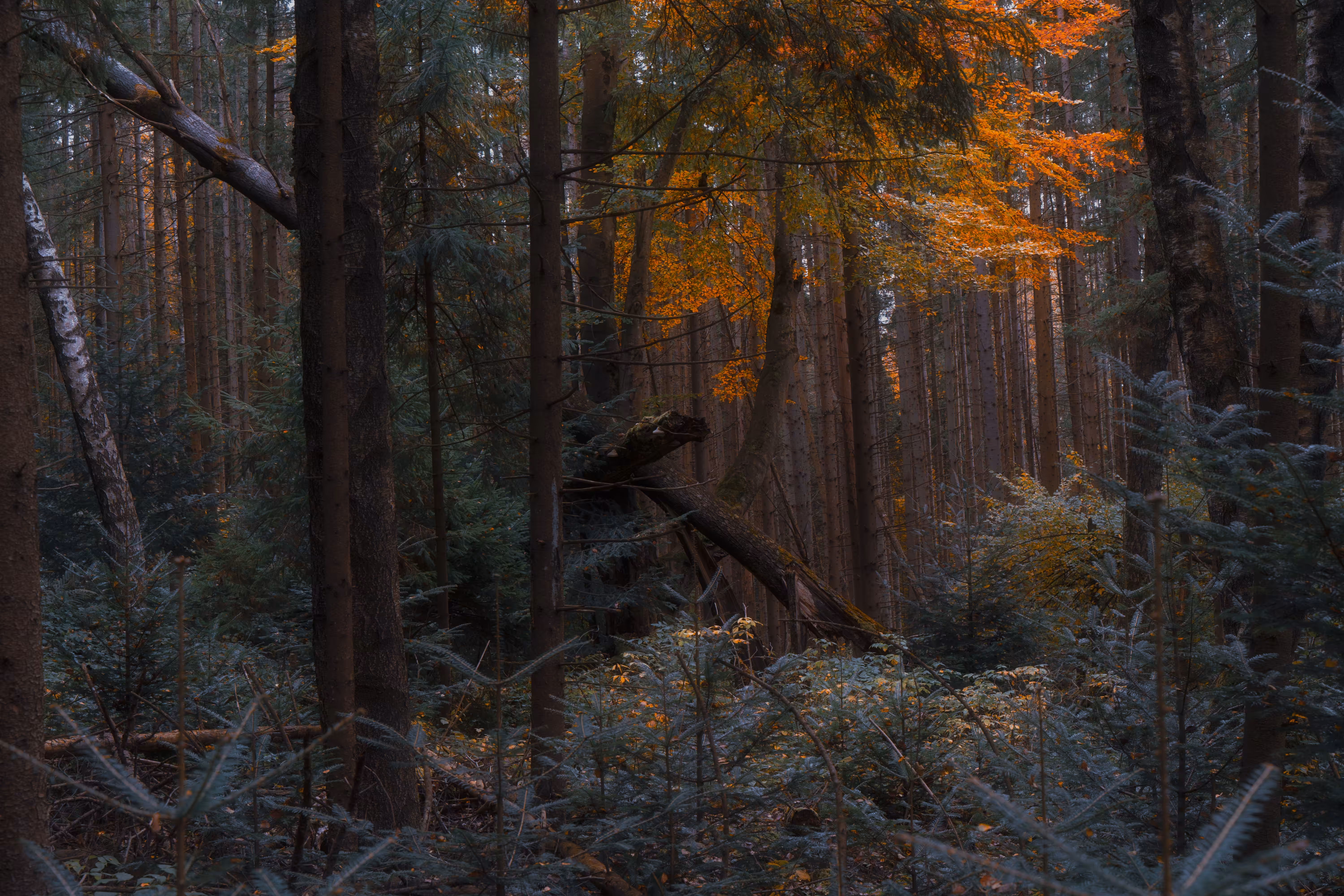 A forest that keeps dreams