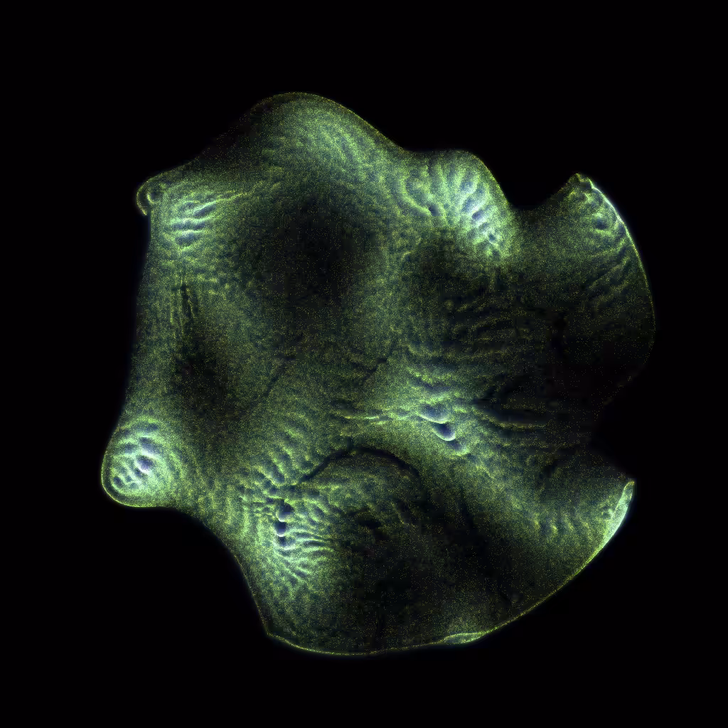 PETRI #22