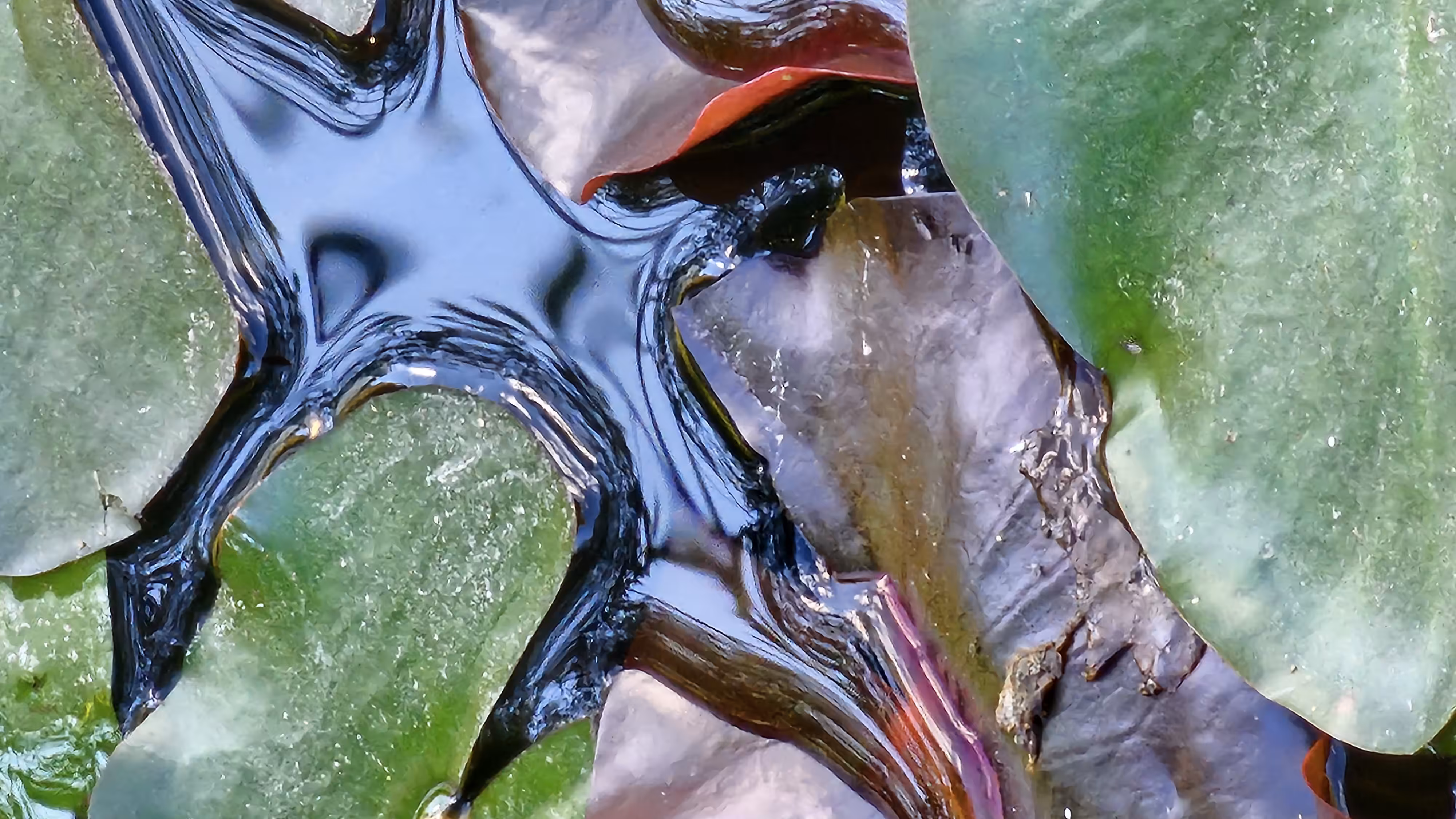  Lotuses. Pond. Unretouched photo. #3.