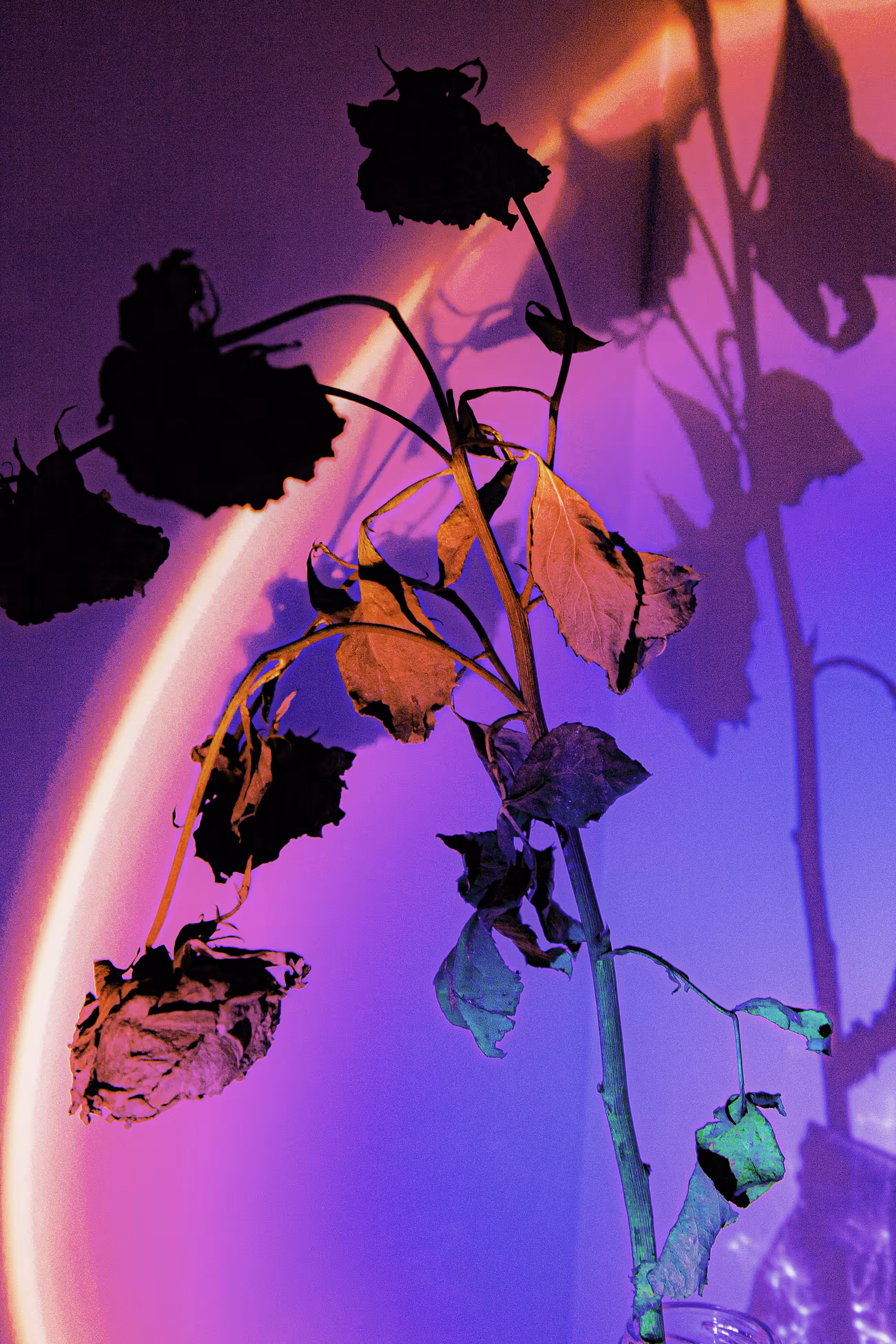 Colorphony
