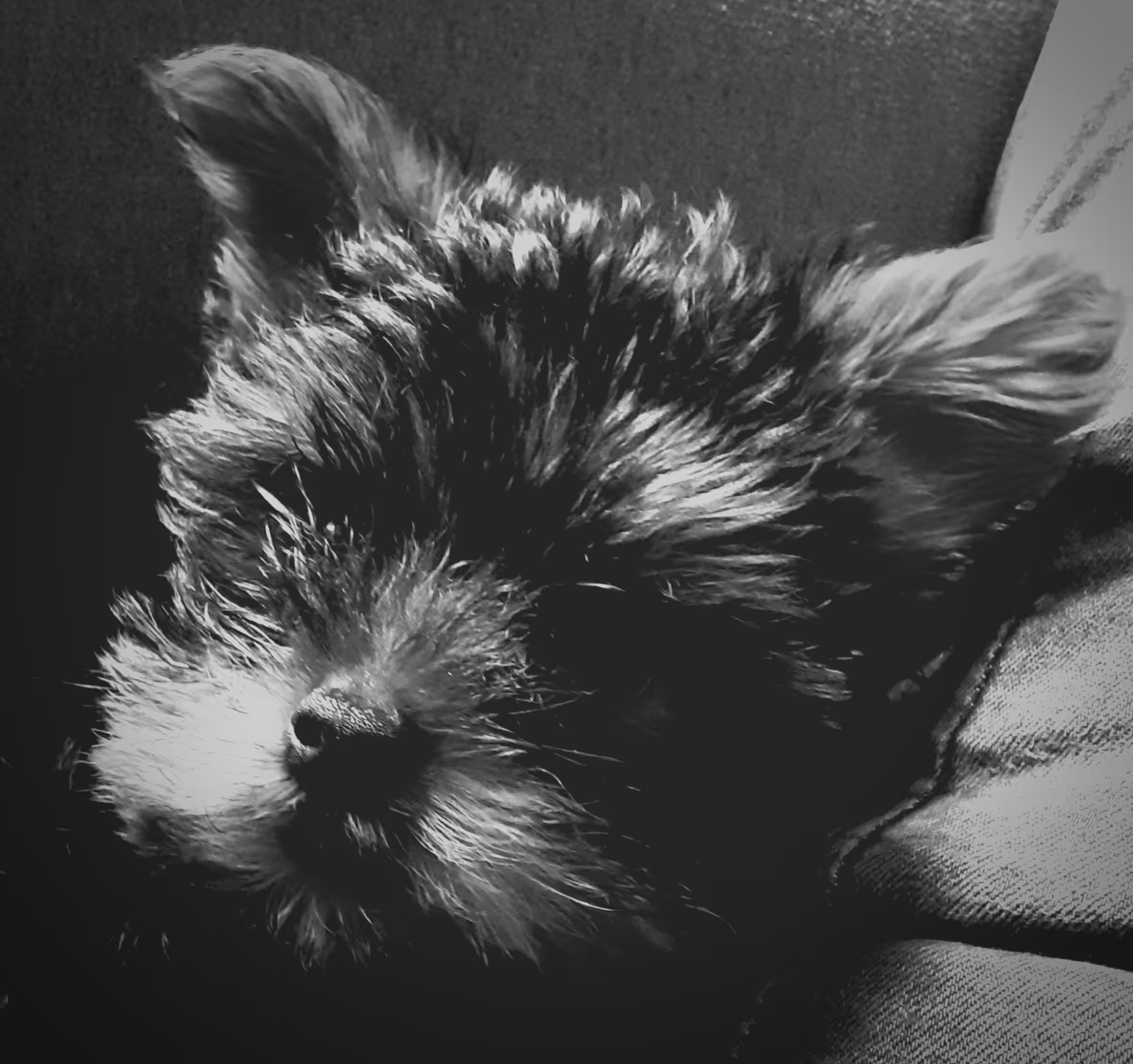 Dog #9