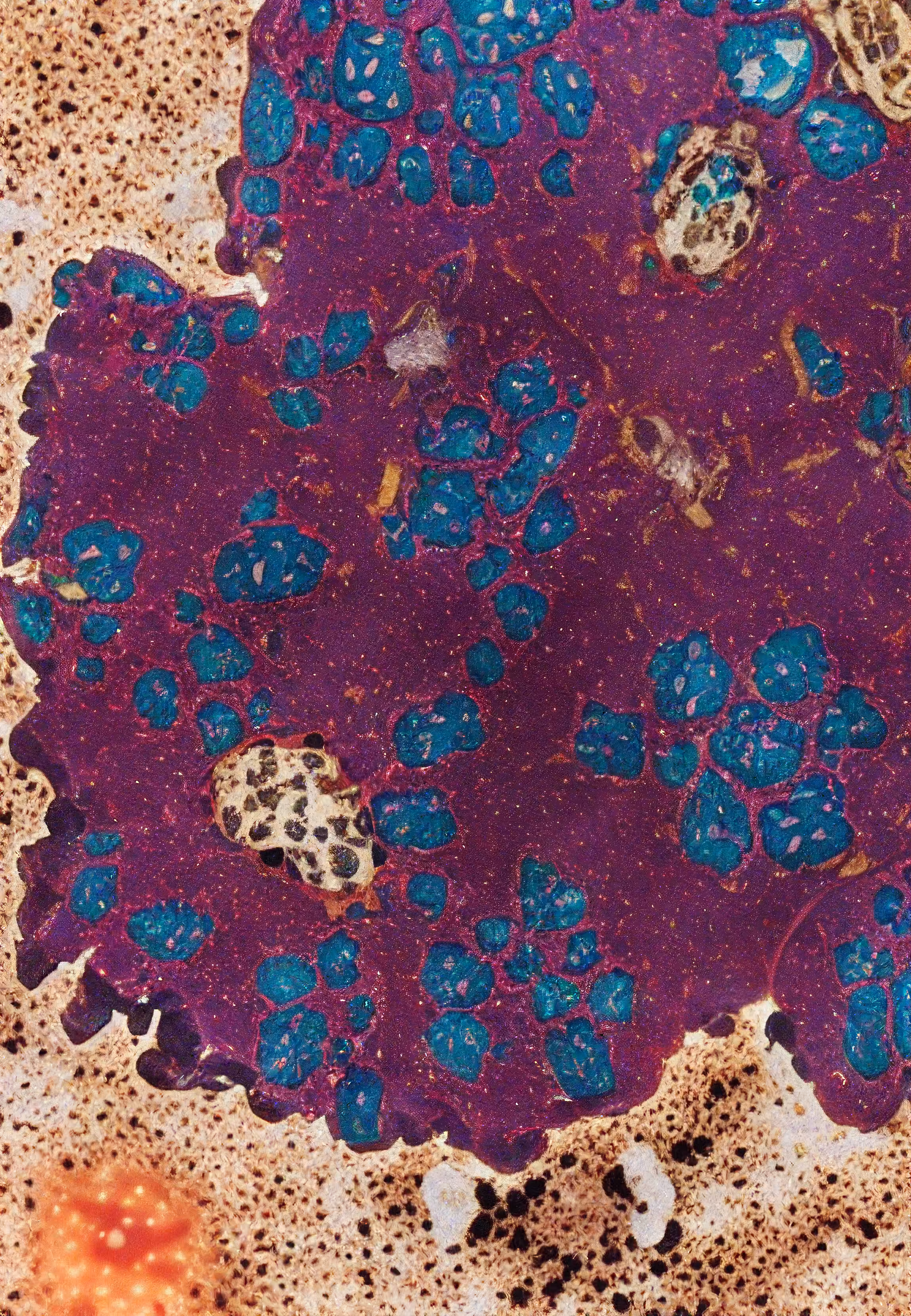 Histologia In Silico #113