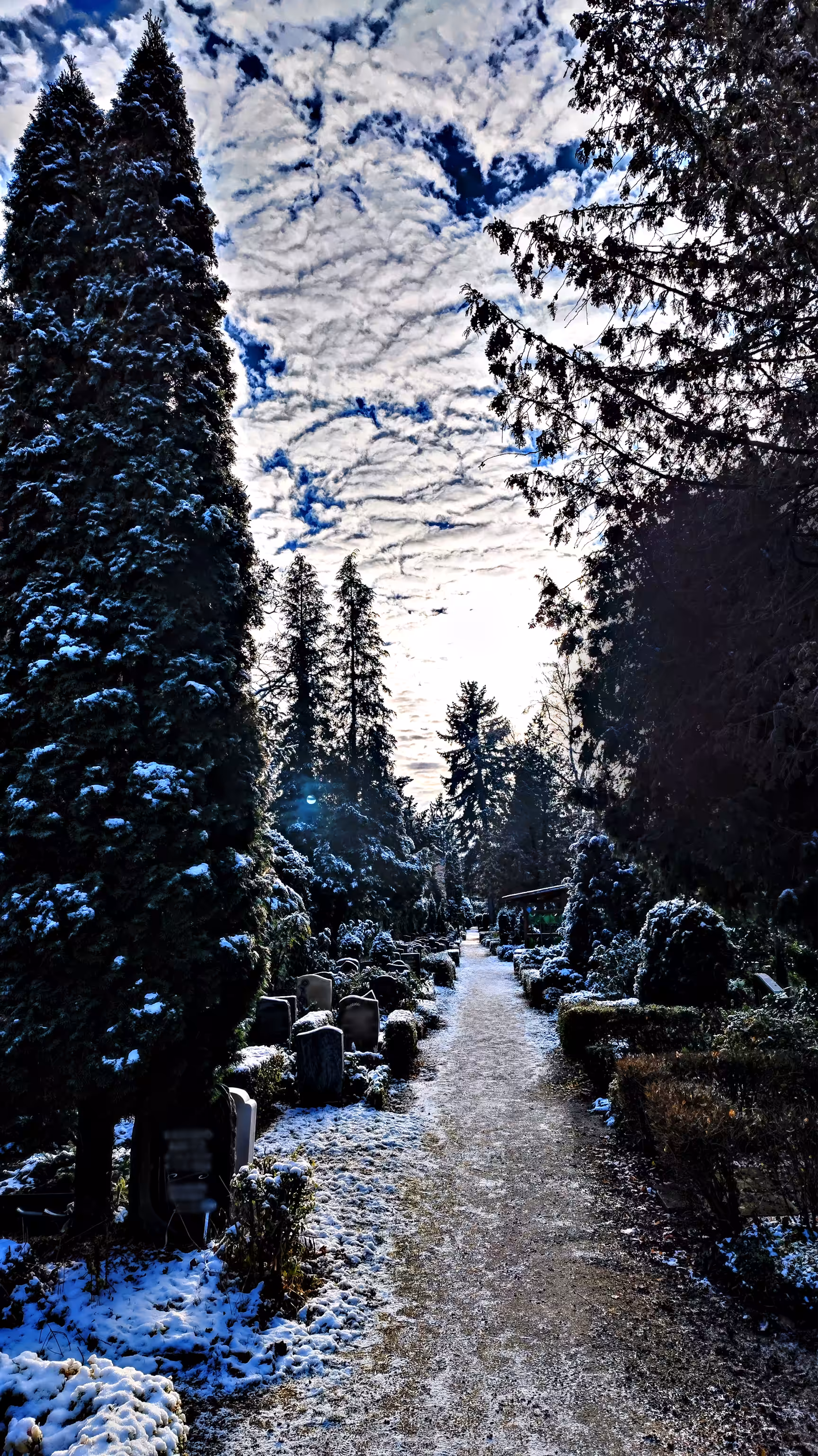 Firs under white clouds