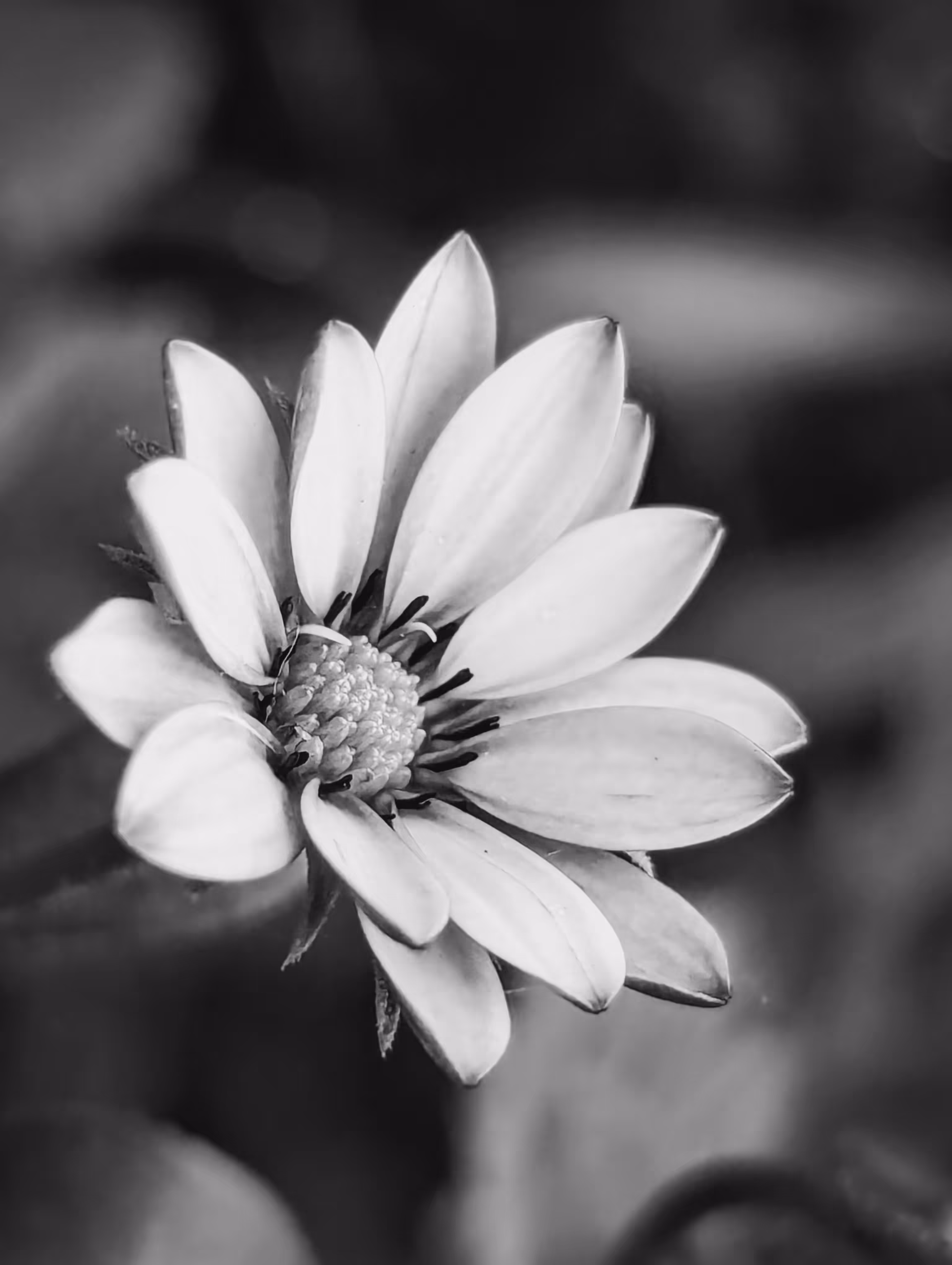 Little light 