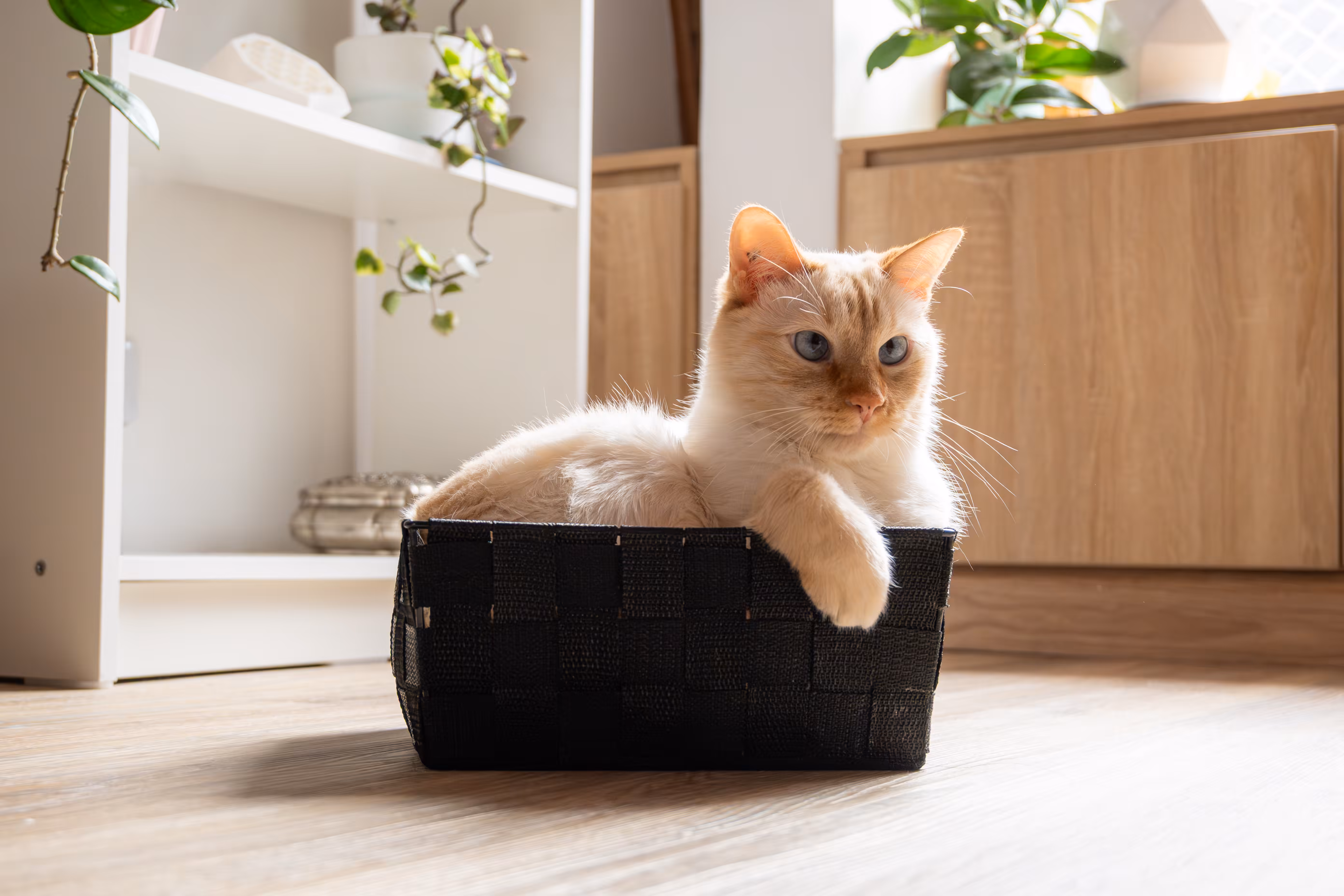 Orion, Lord of the Box