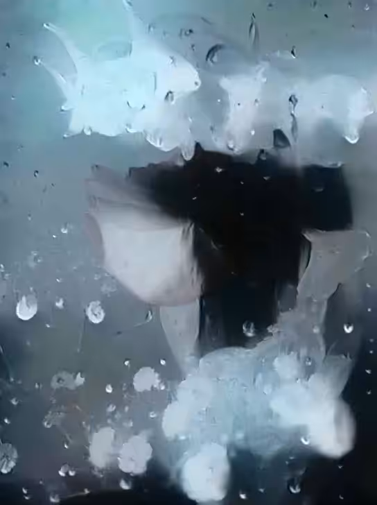 Rose in the Rain
