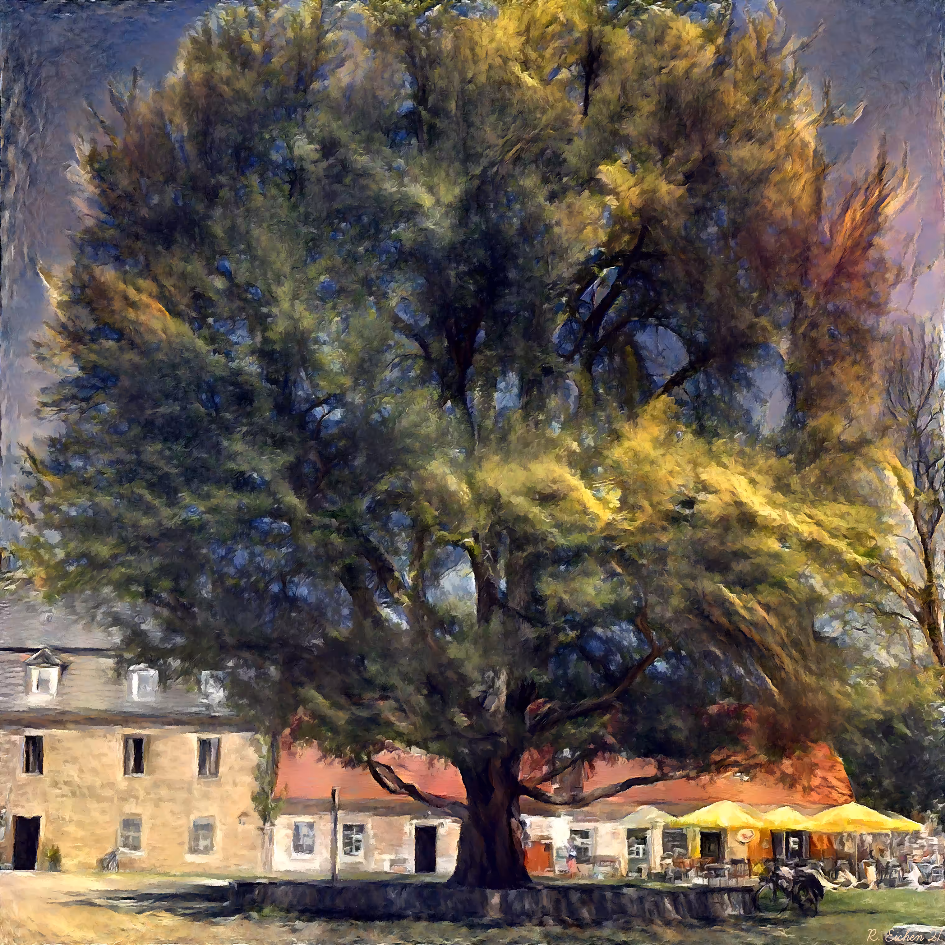 The centenary oak