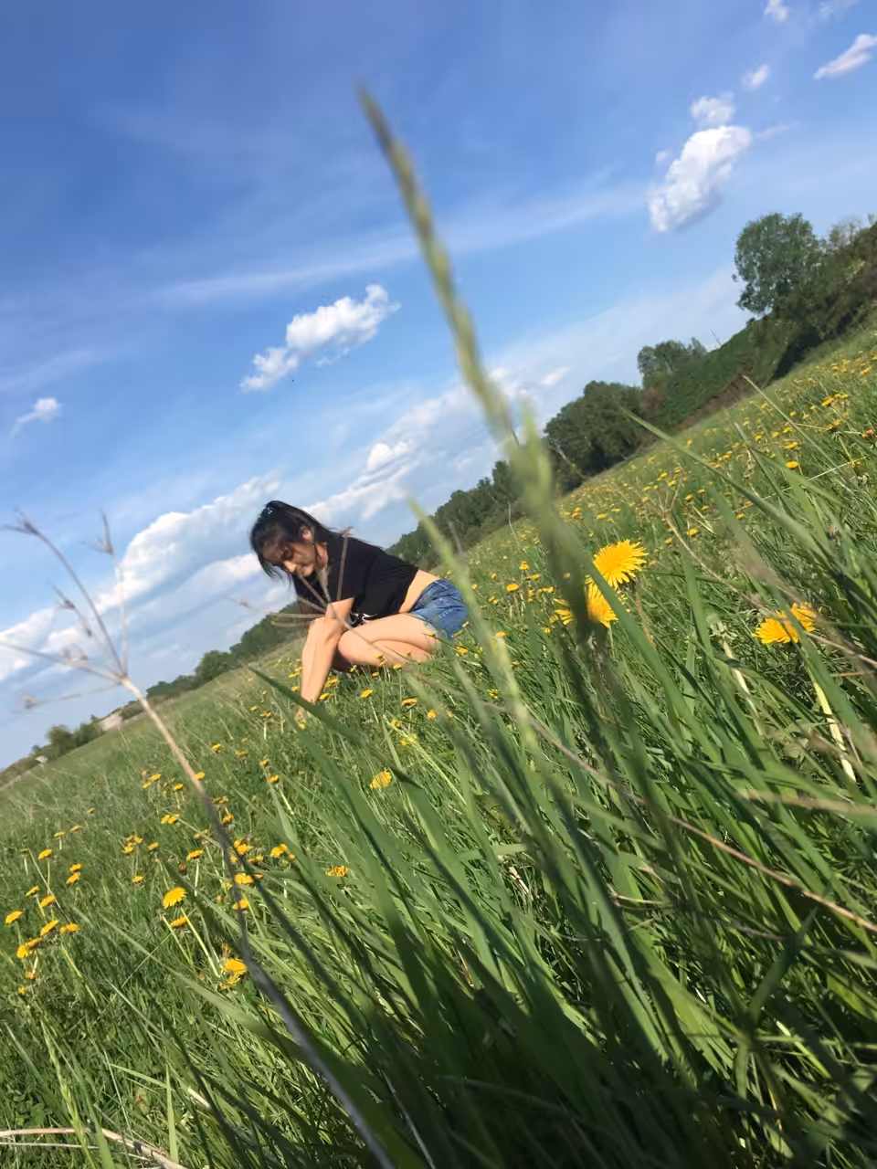 A field of dandelions