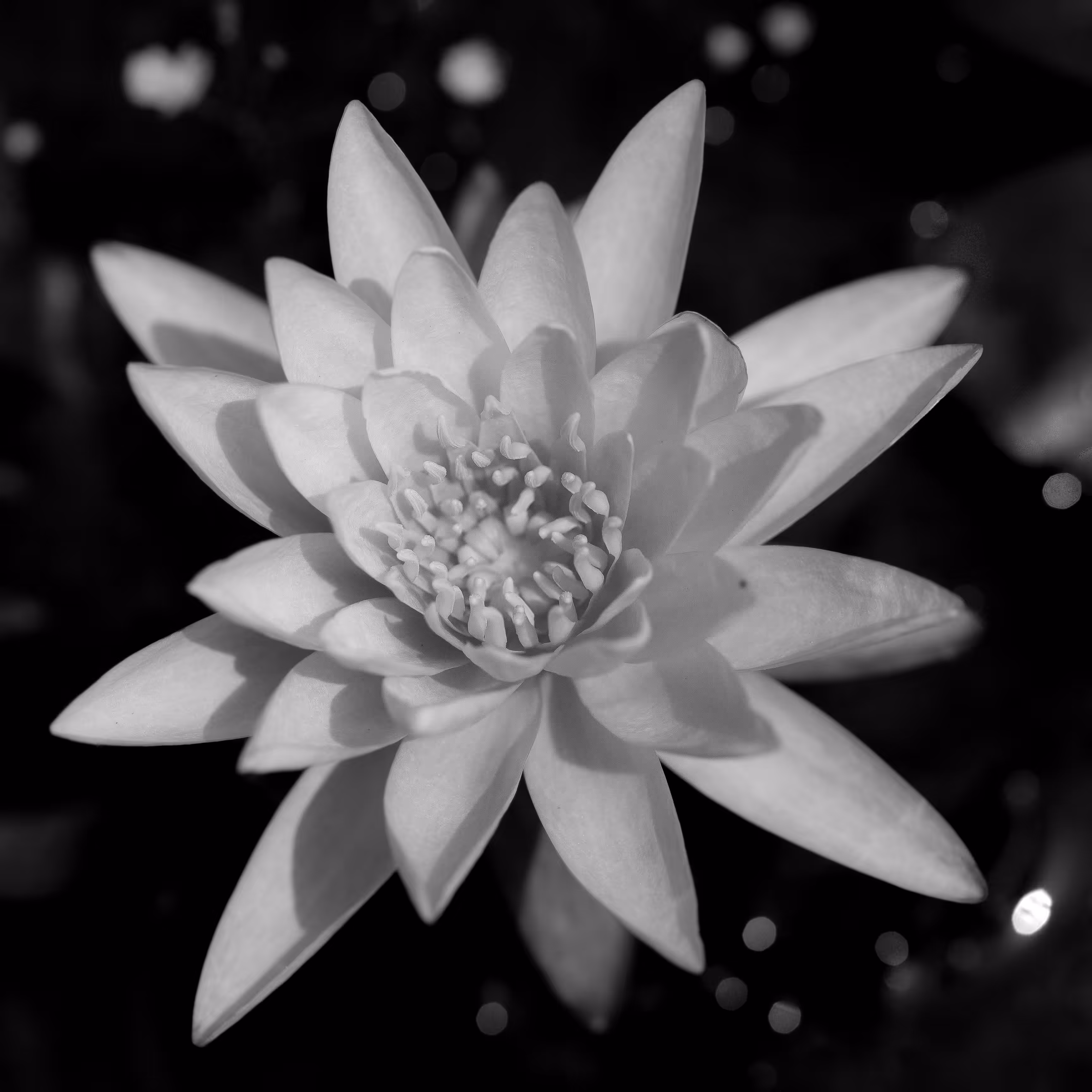 Among The Stars