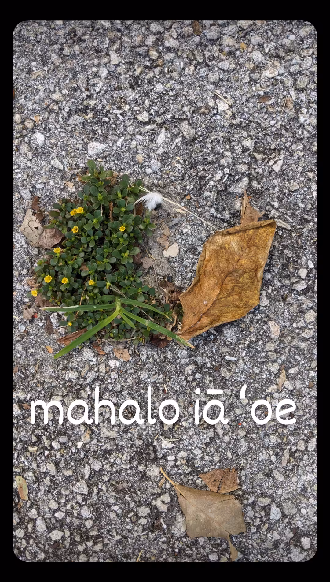 mahalo iā ʻoe
