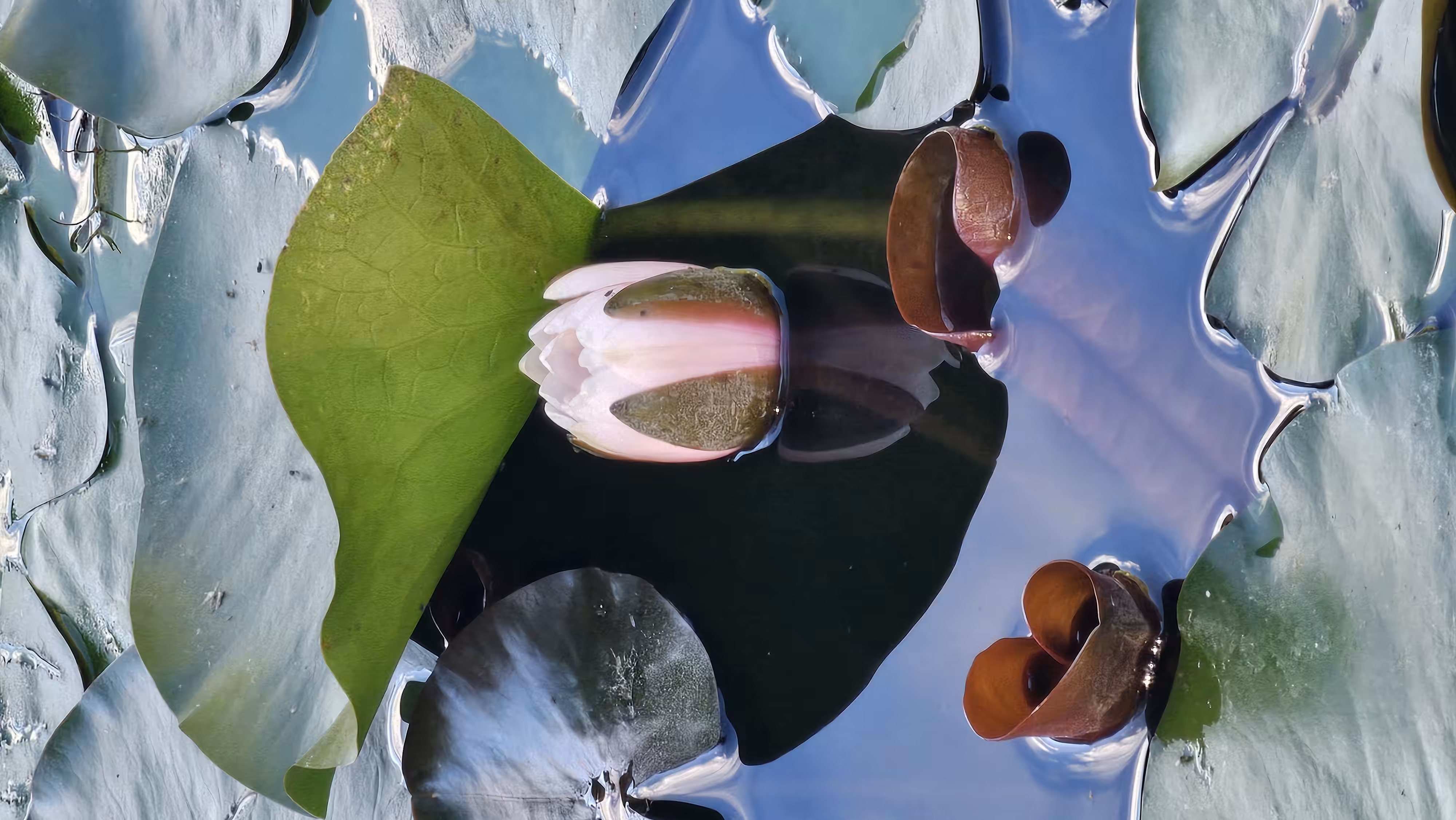  Lotuses. Pond. Unretouched photo.  #1.