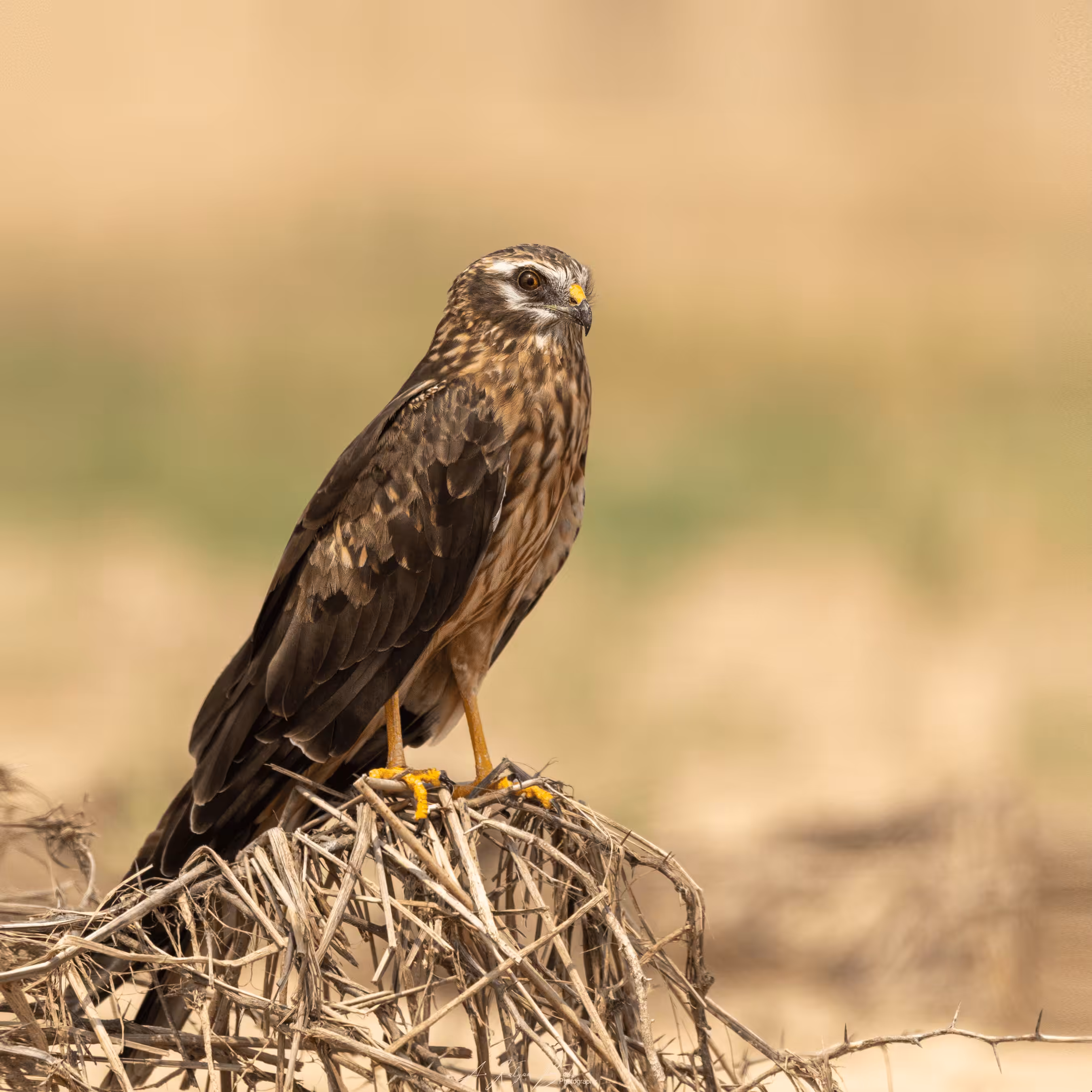 Raptors Of Sky