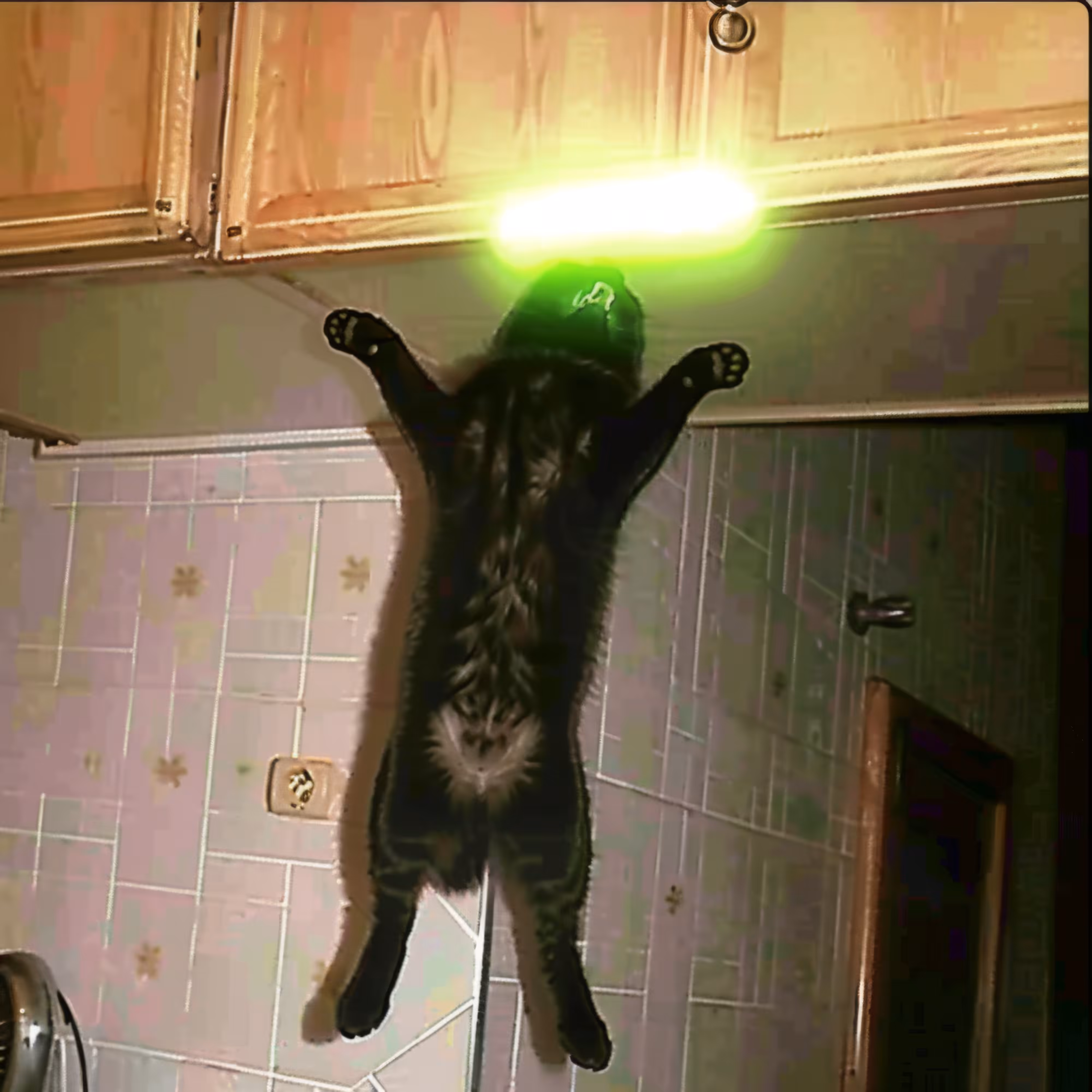 Jumping-Cat-2