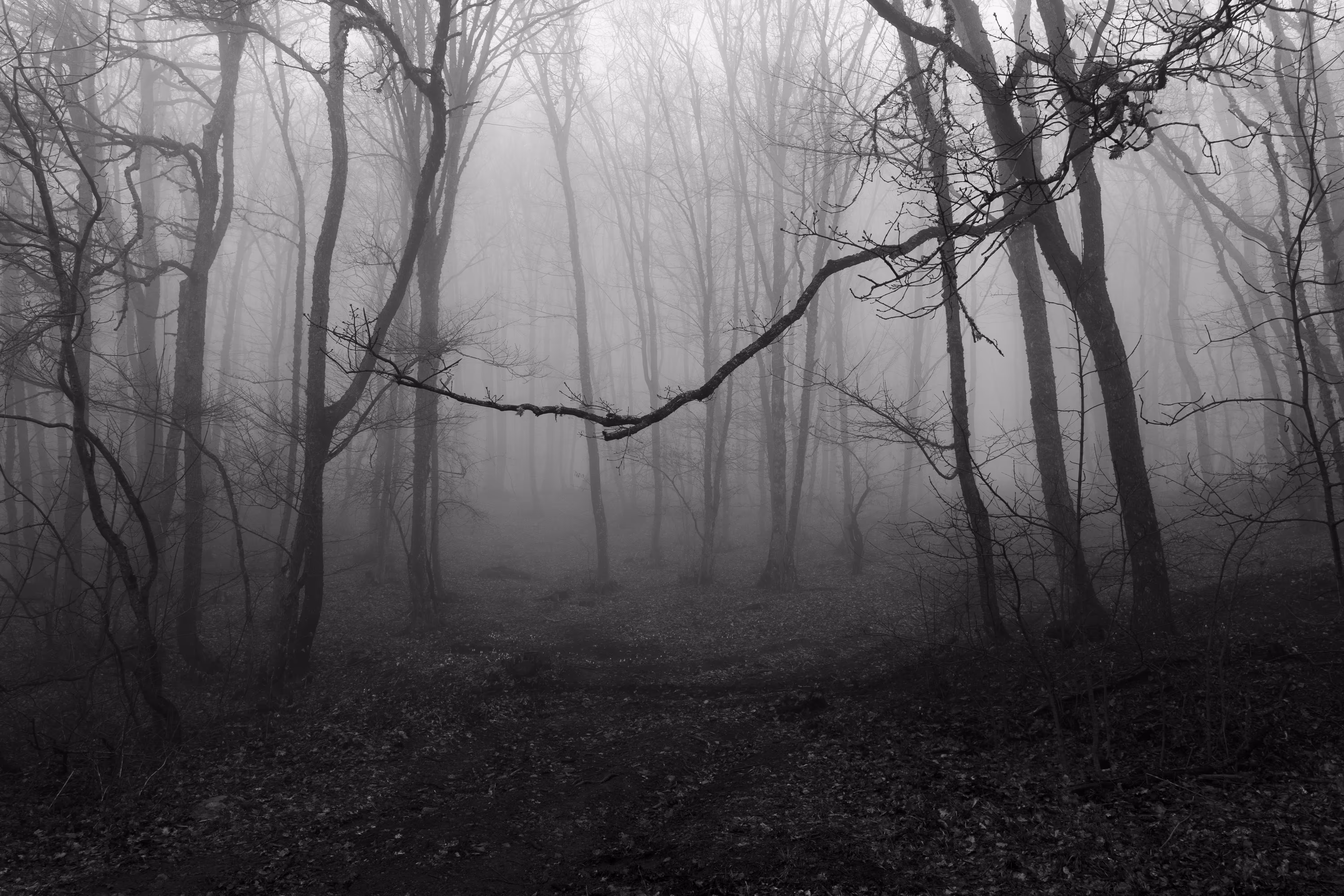 Gloomy Forest