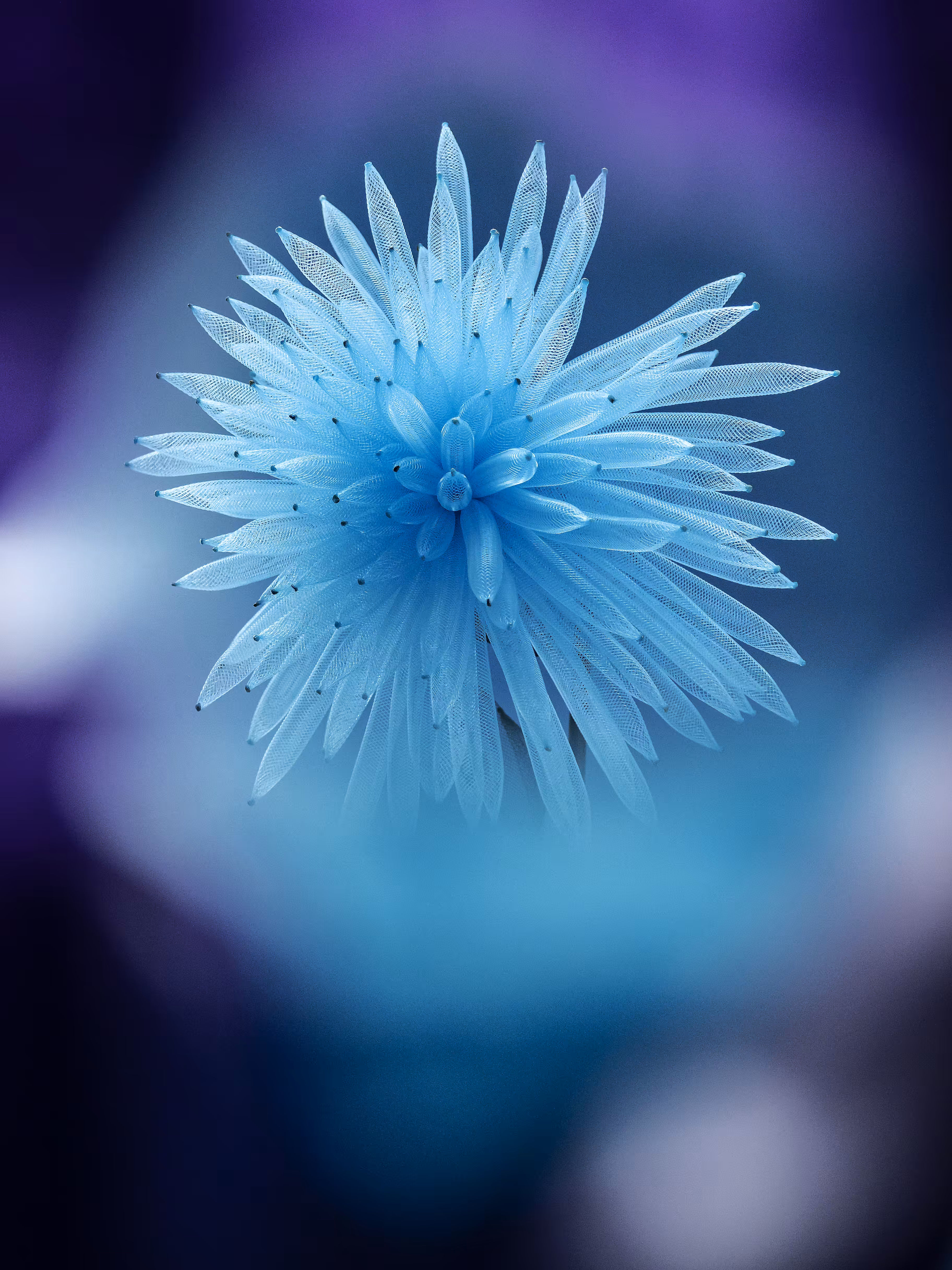 Flower.5