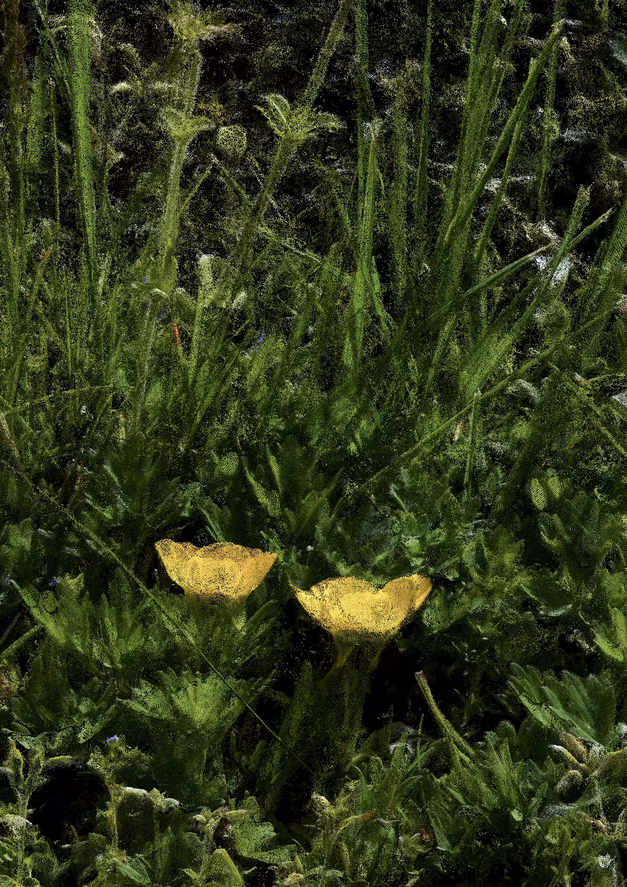 Overgrowth 0278