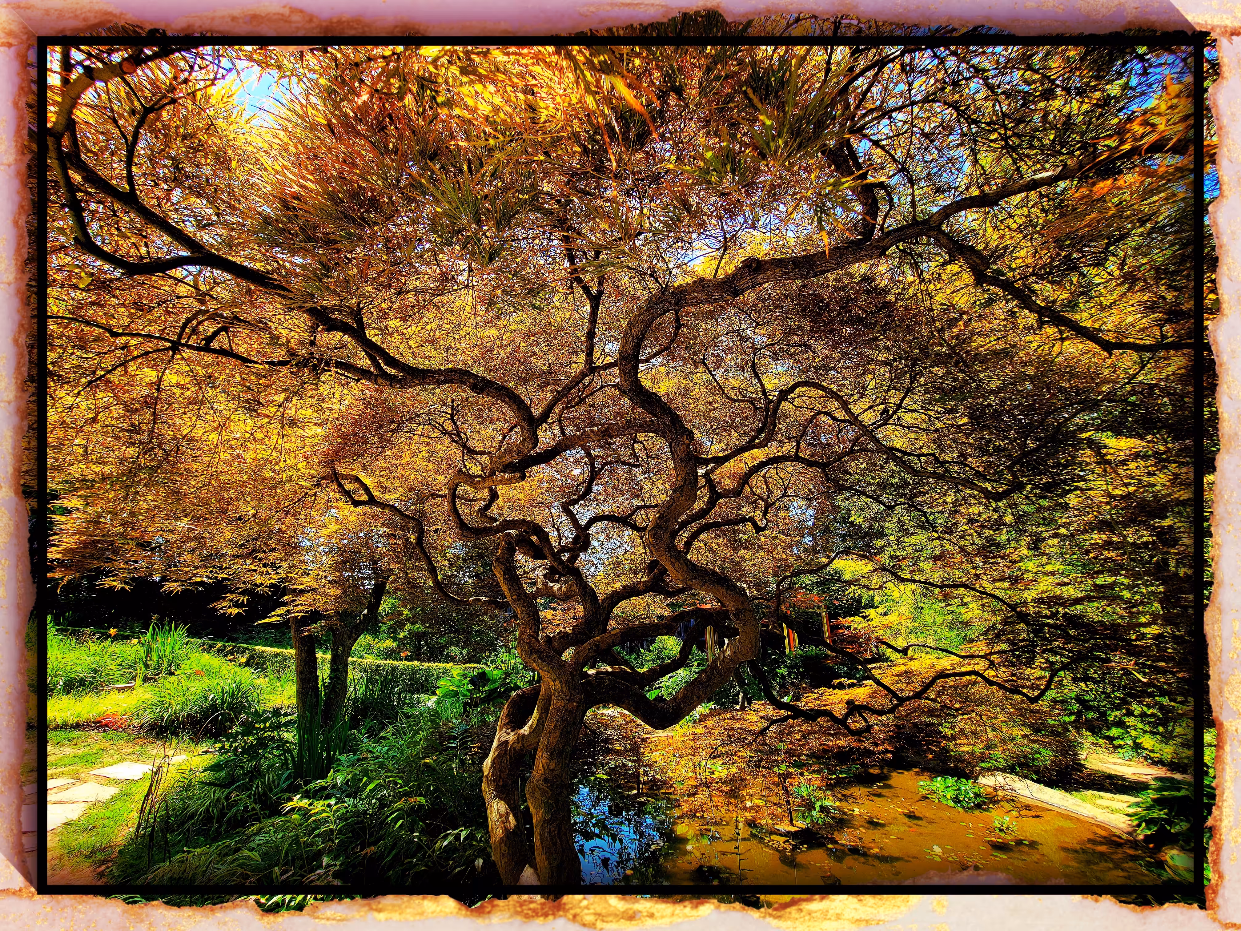 Japanese Maple