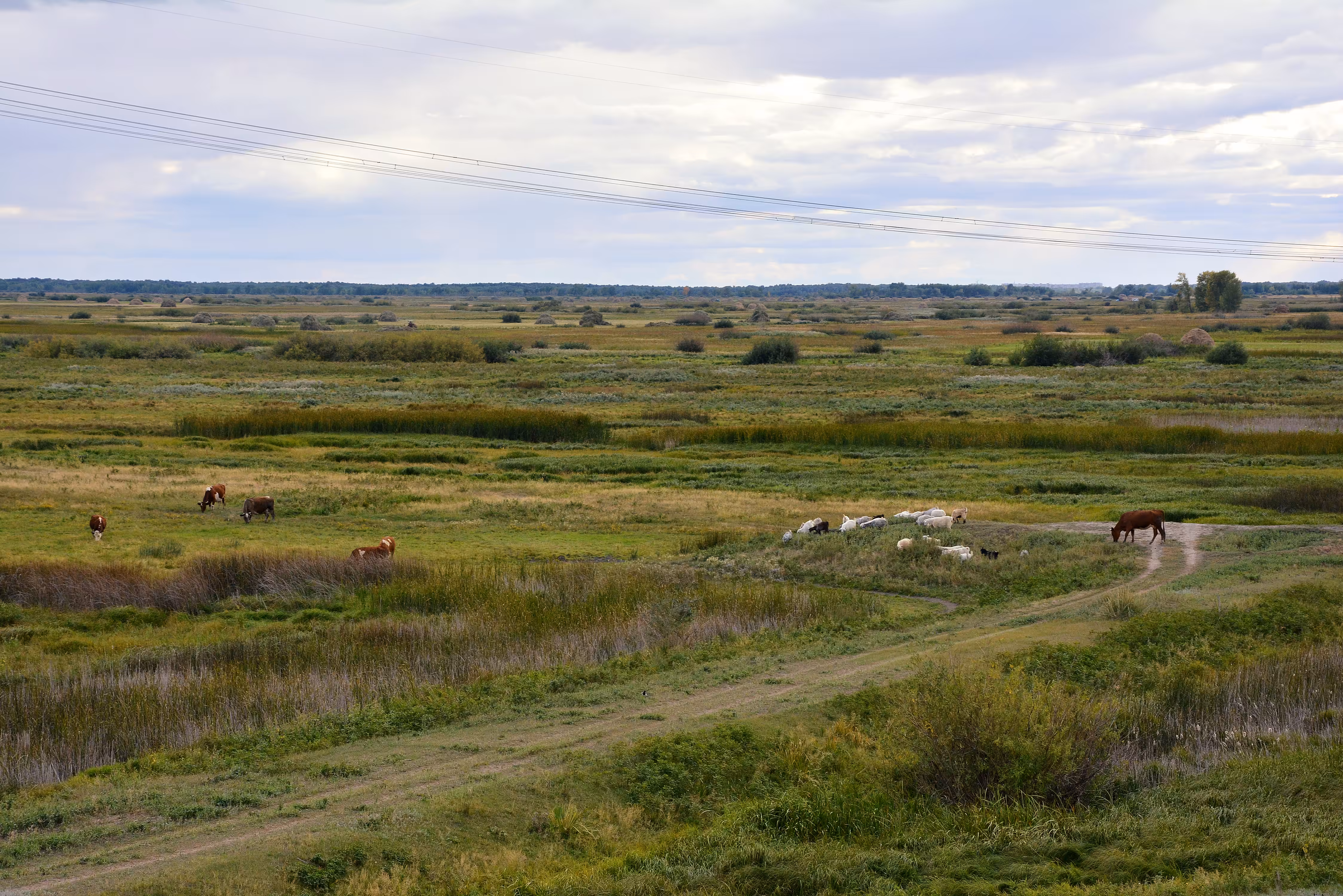 Akuramiart: Steppe