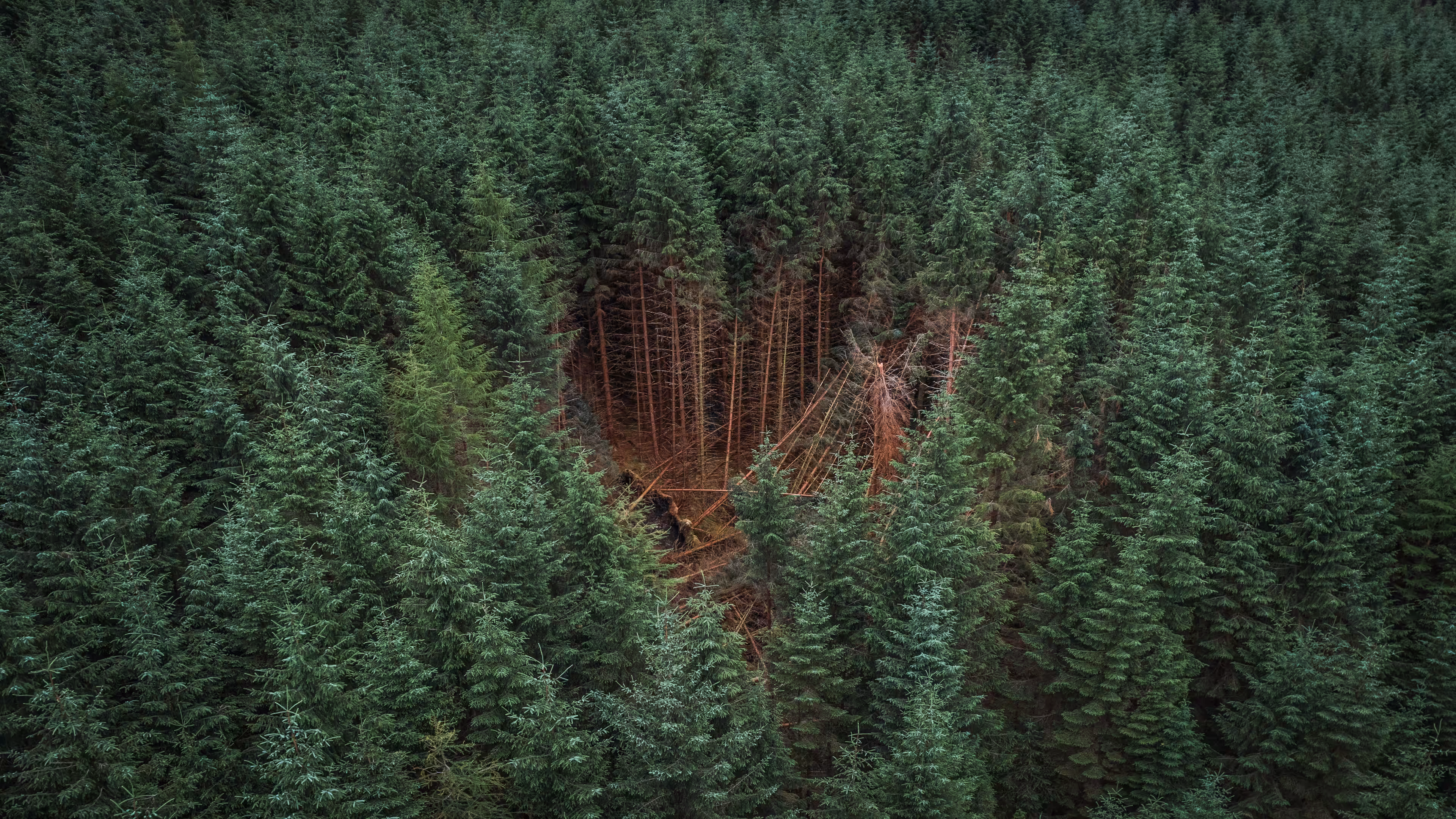 Communitree