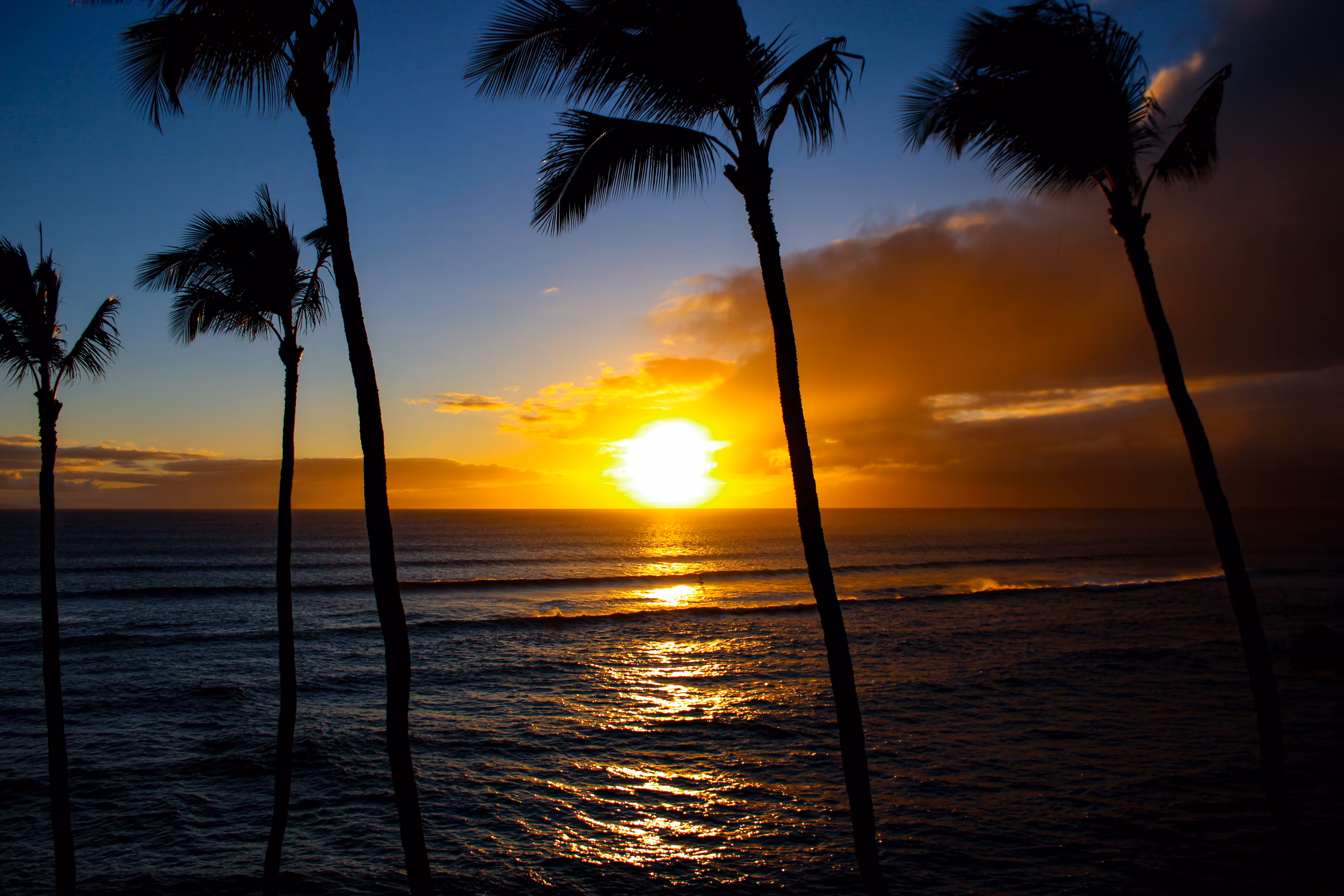Palms in the wind