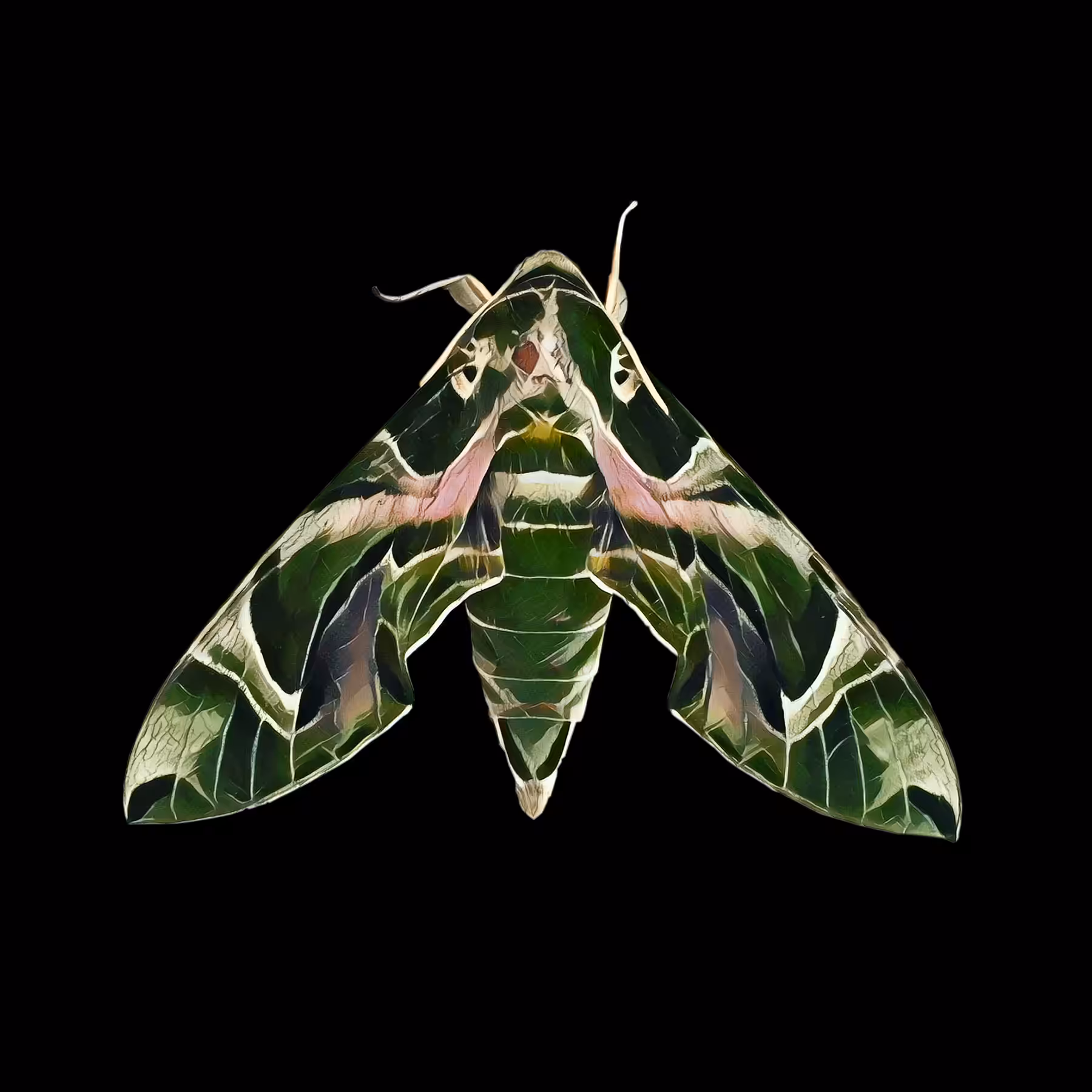 The Moth