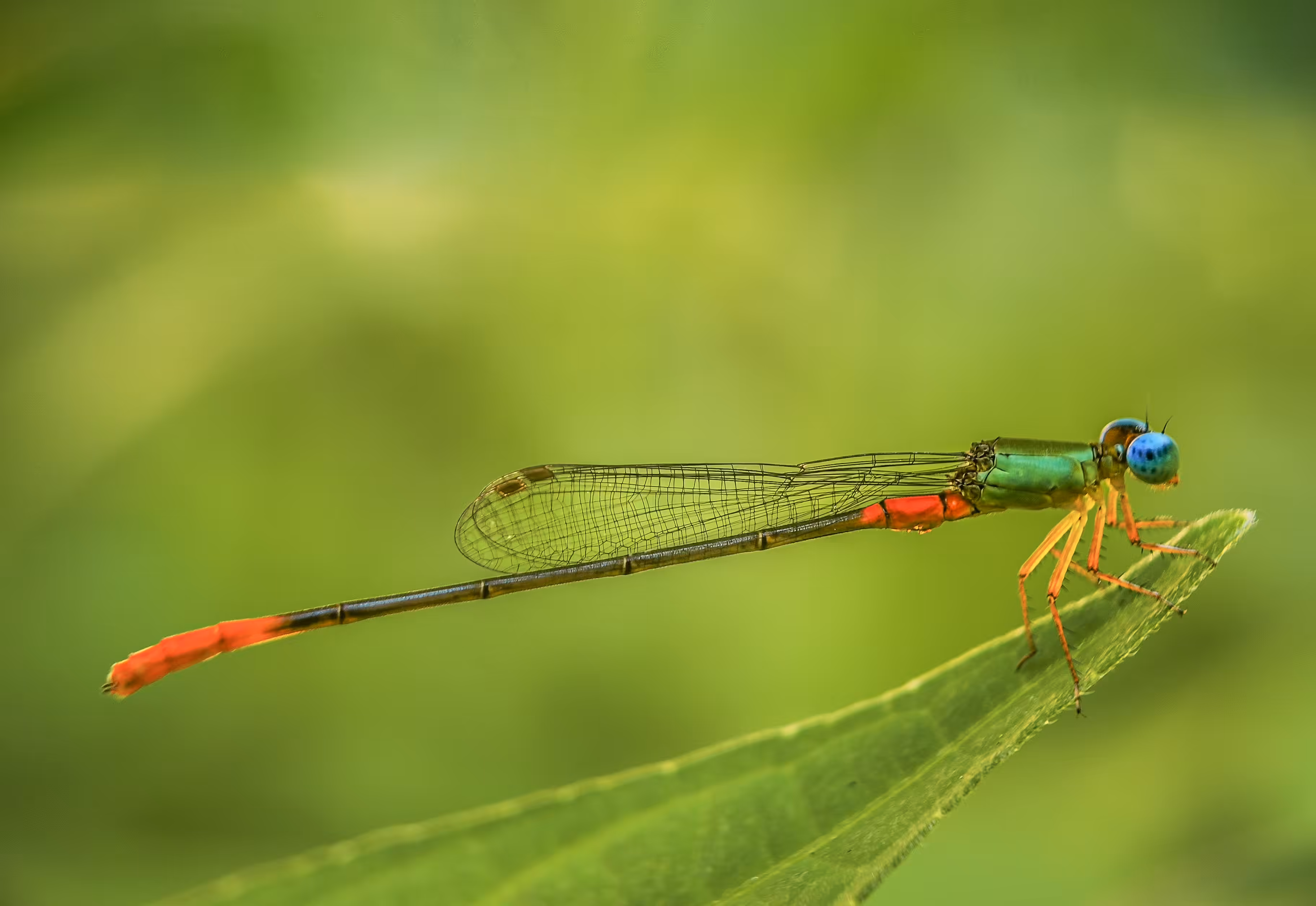 Small Red-tipped damselfly