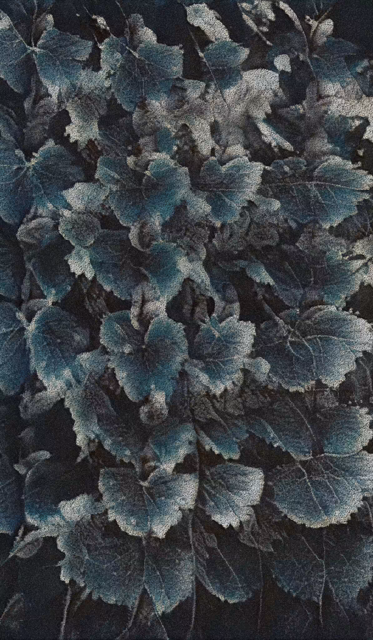 APPARATUS-VITIS: Apparatus Vitis #39