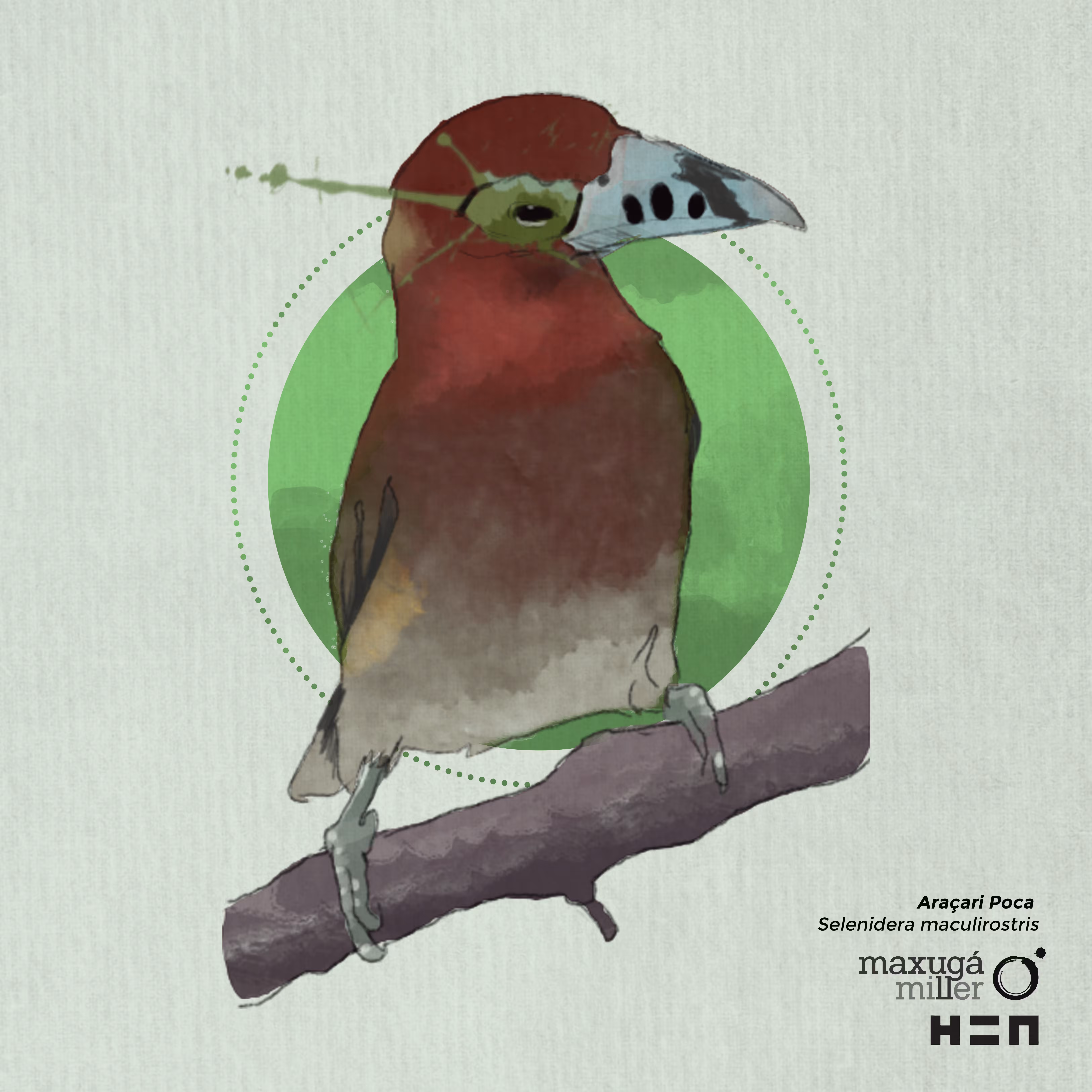 Araçari-poca