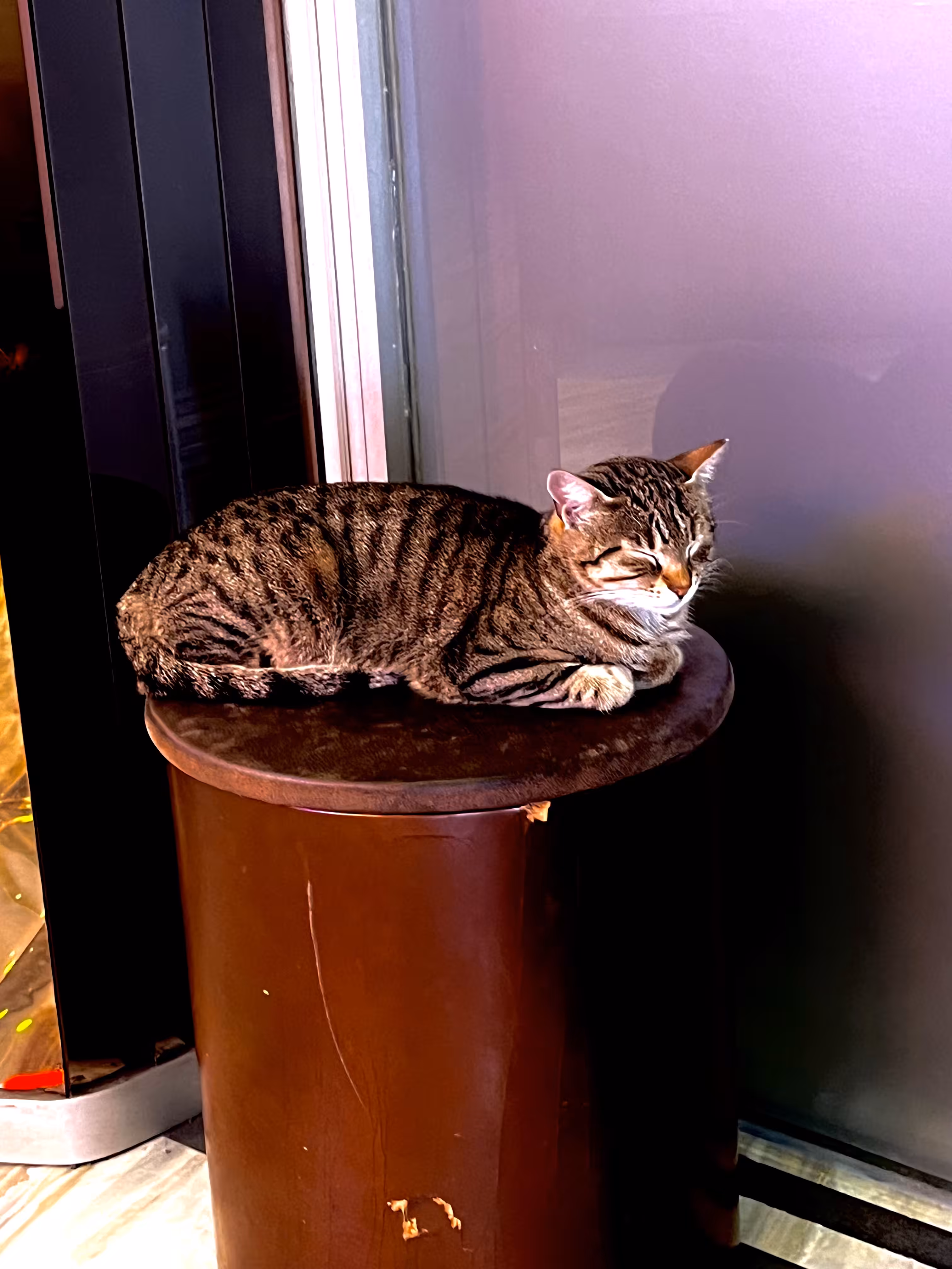 Kitty