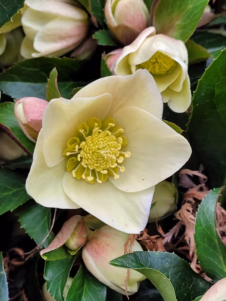 A Hellebore for Tezos; 2024