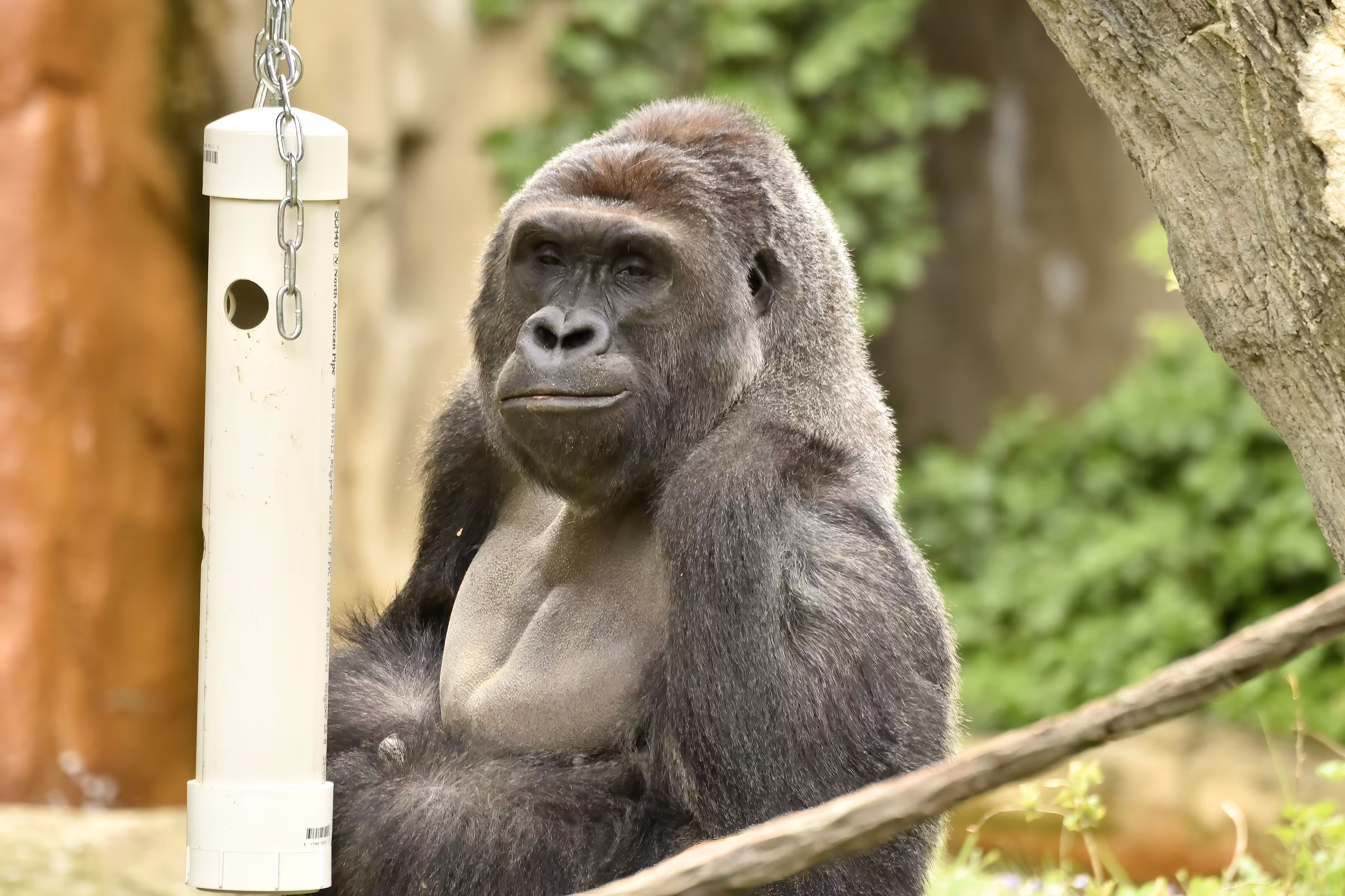 LEGENDS: HARAMBE: LEGENDS #717