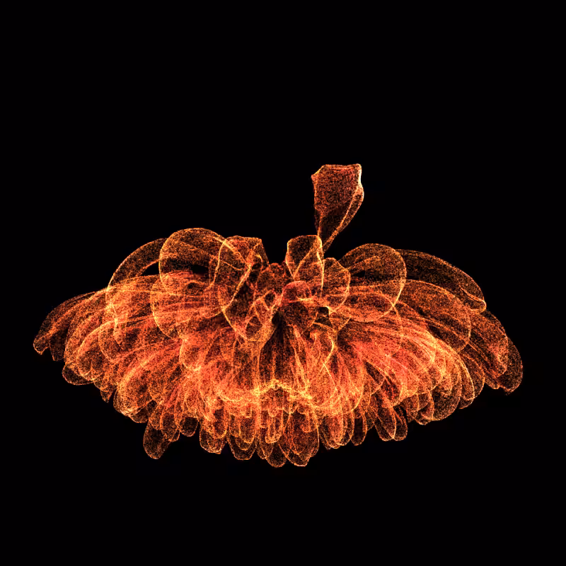 Chrysanthemum Morifolium 30 #121